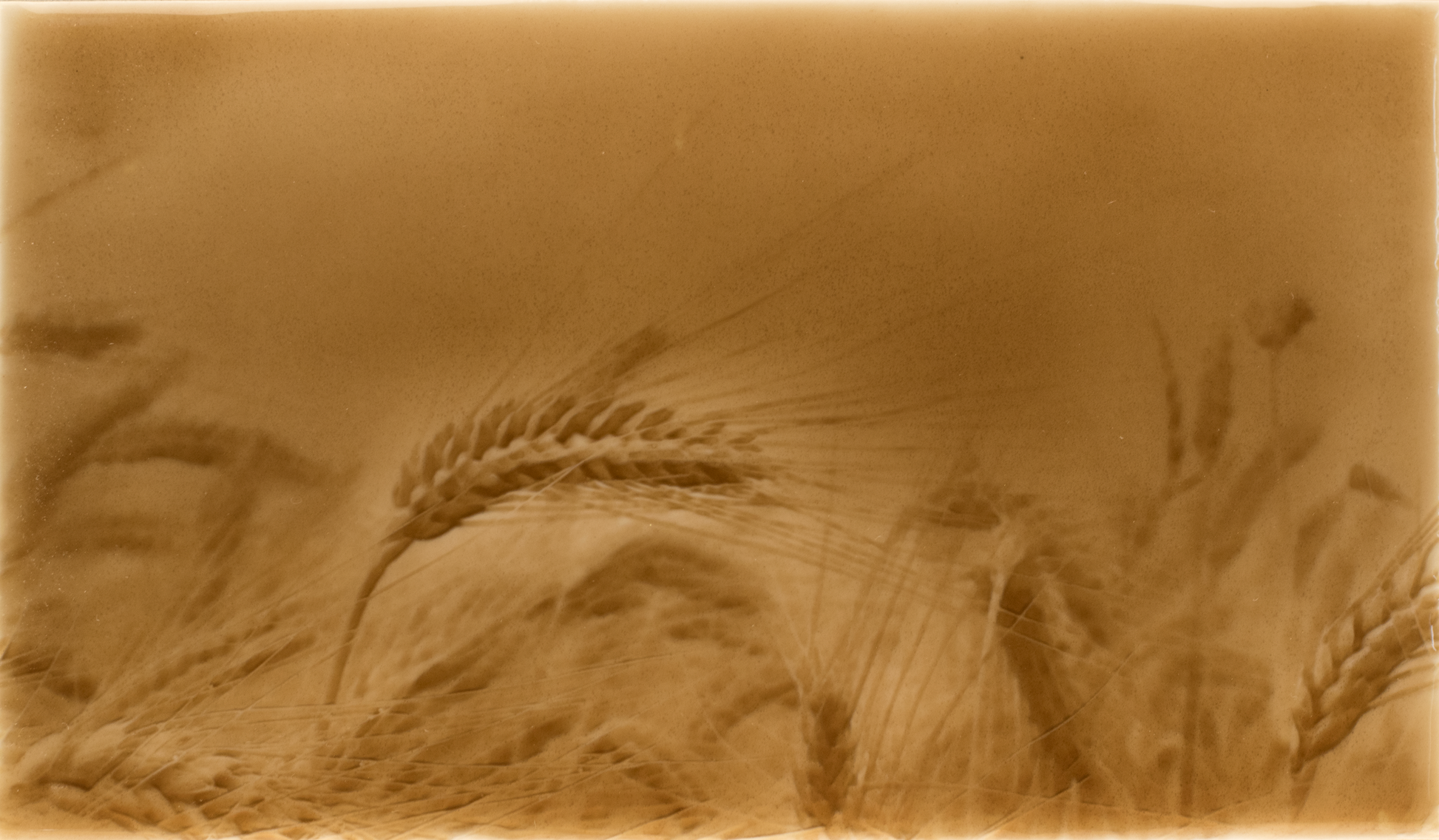 Rustic kitchen backsplash tile design featuring golden wheat fields, enhancing home aesthetics with a warm, natural charm.