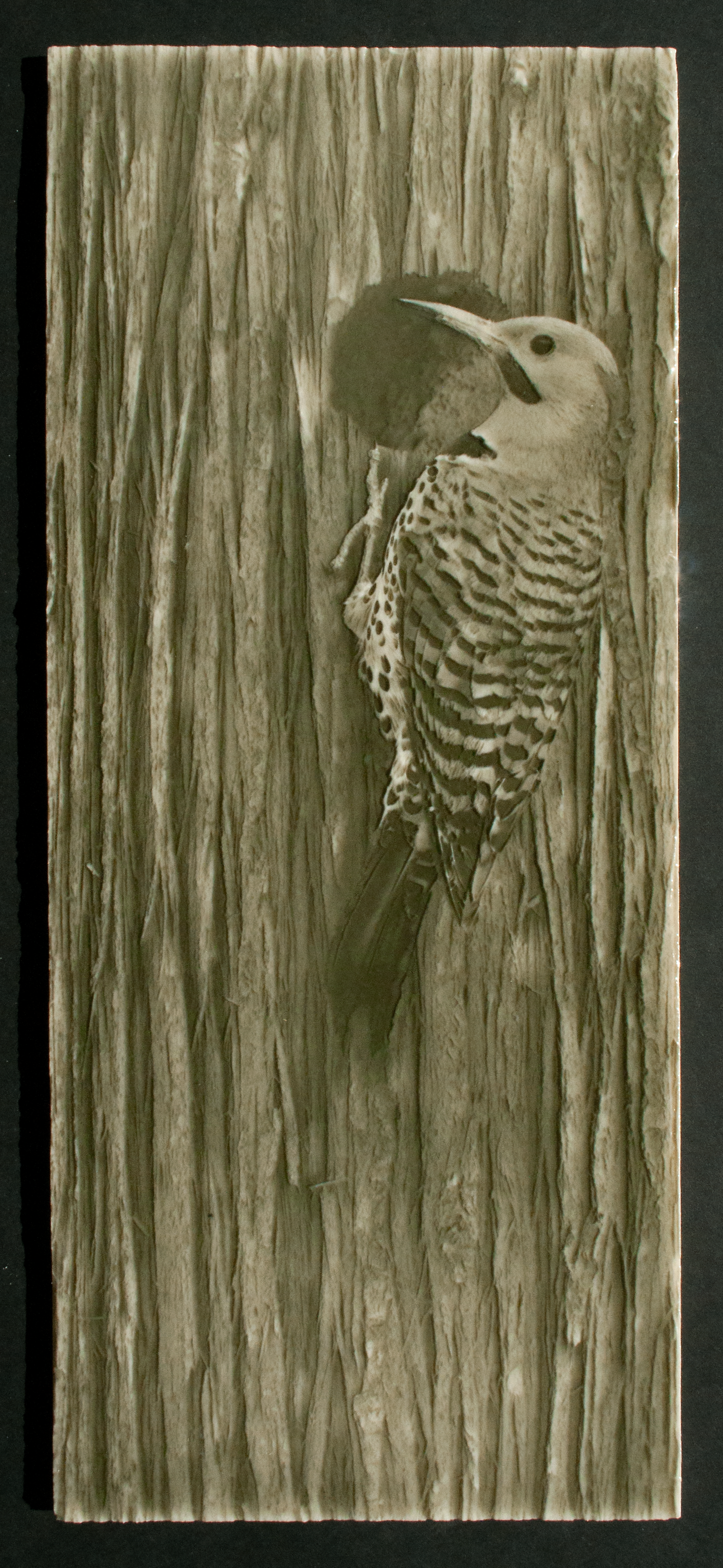 Woodpecker tile design featuring a Northern Flicker bird against a textured wood background, ideal for luxury bathroom aesthetics.