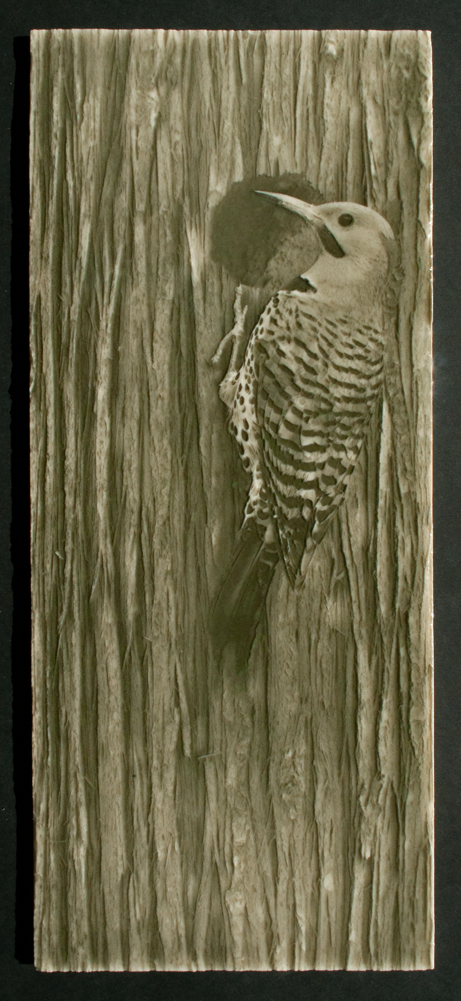 Woodpecker tile design featuring a Northern Flicker bird against a textured wood background, ideal for luxury bathroom aesthetics.