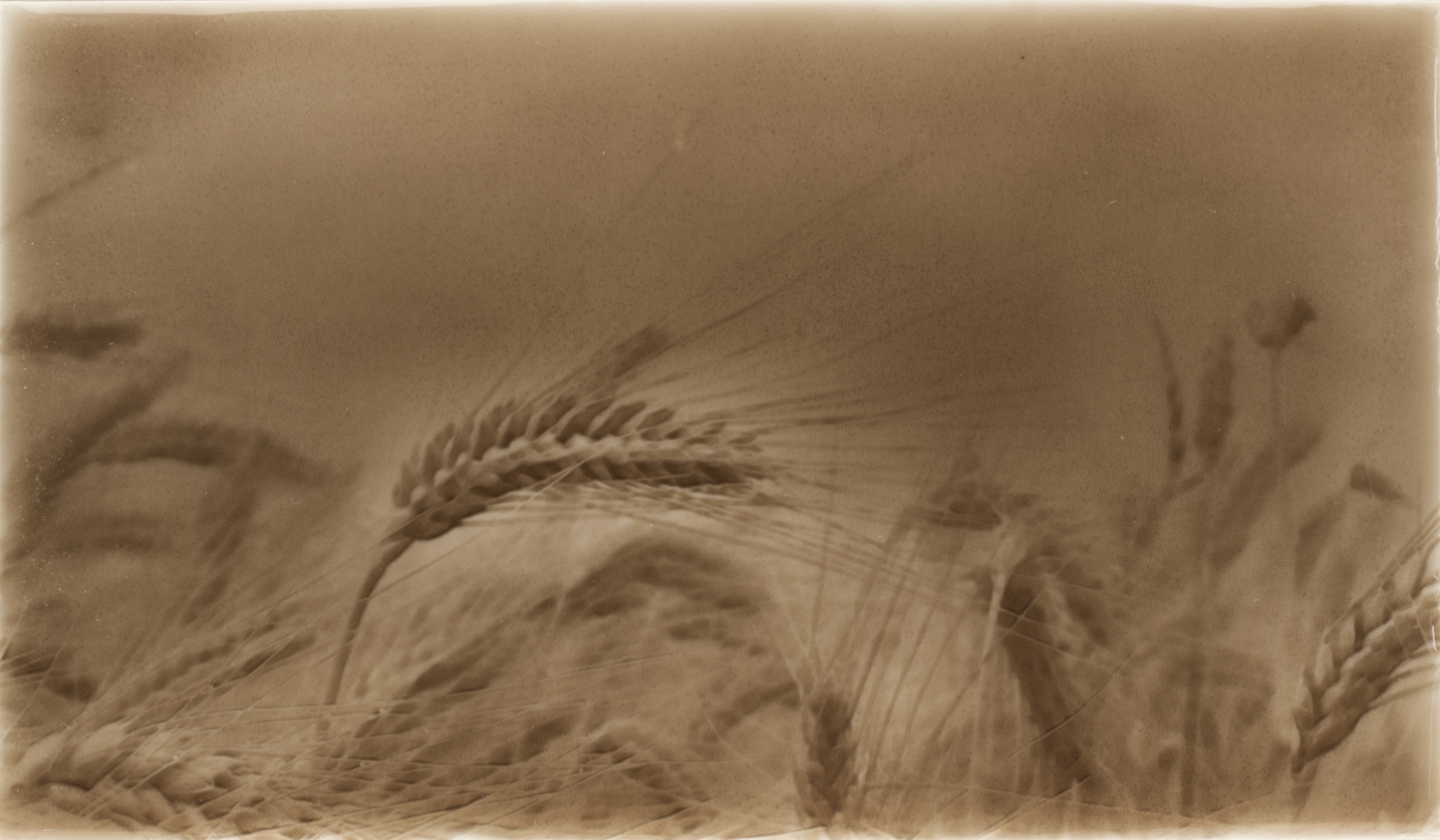 Rustic kitchen backsplash tile design featuring golden wheat fields, emphasizing natural textures and warm tones for home improvement aesthetics.