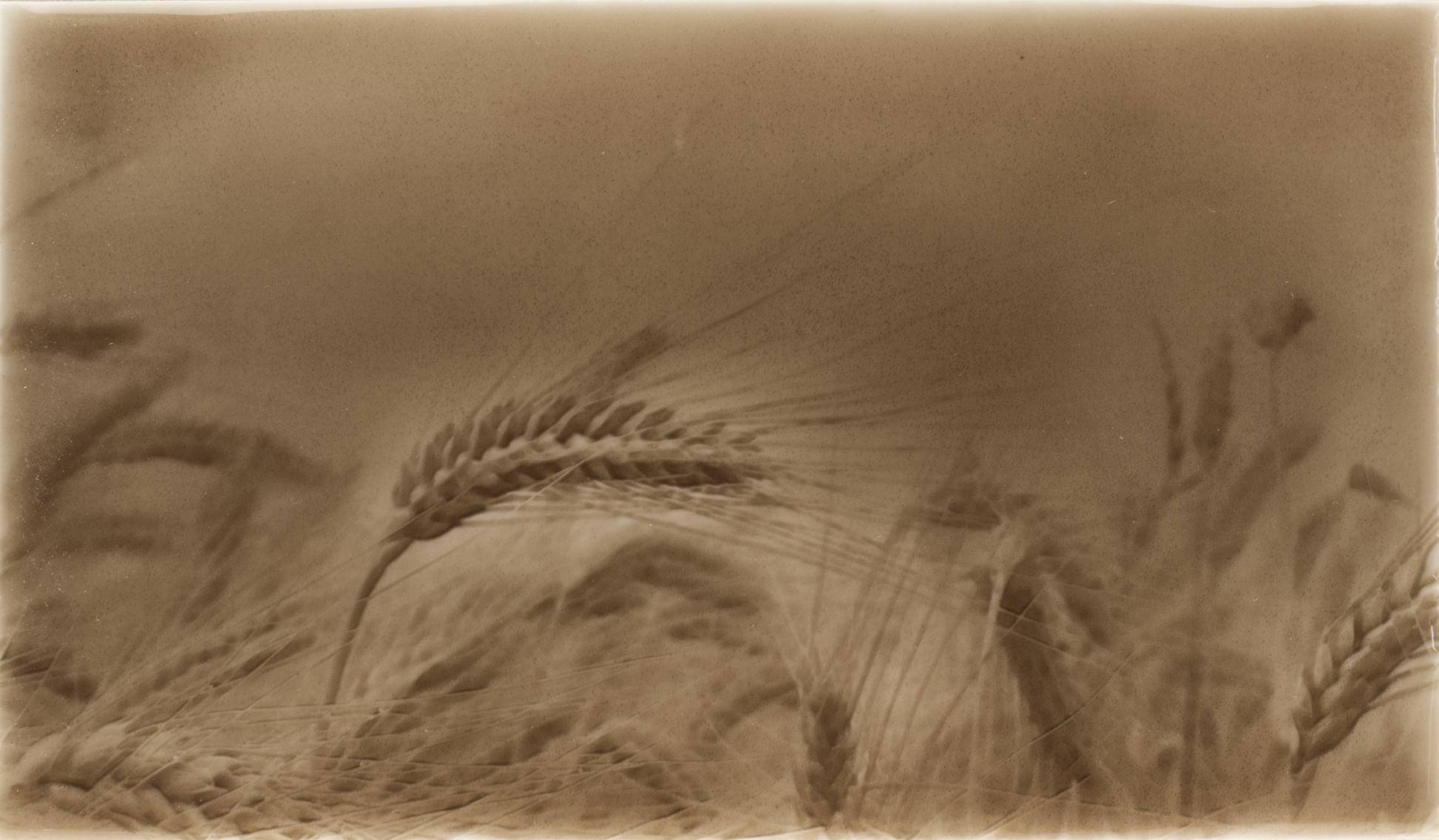 Rustic kitchen backsplash tile design featuring golden wheat fields, emphasizing natural textures and warm tones for home improvement aesthetics.