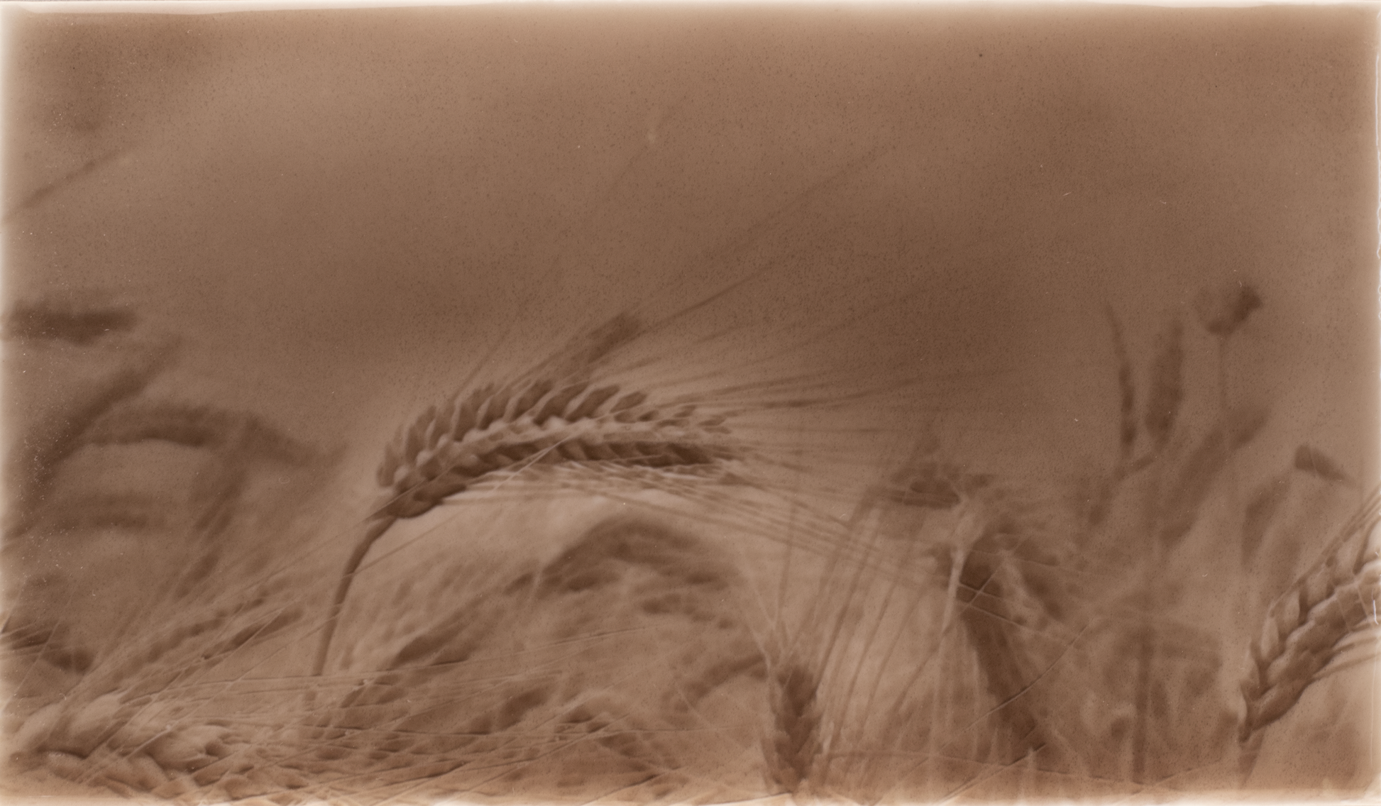 Rustic kitchen backsplash design featuring golden wheat fields, capturing warm taupe tones and natural textures.