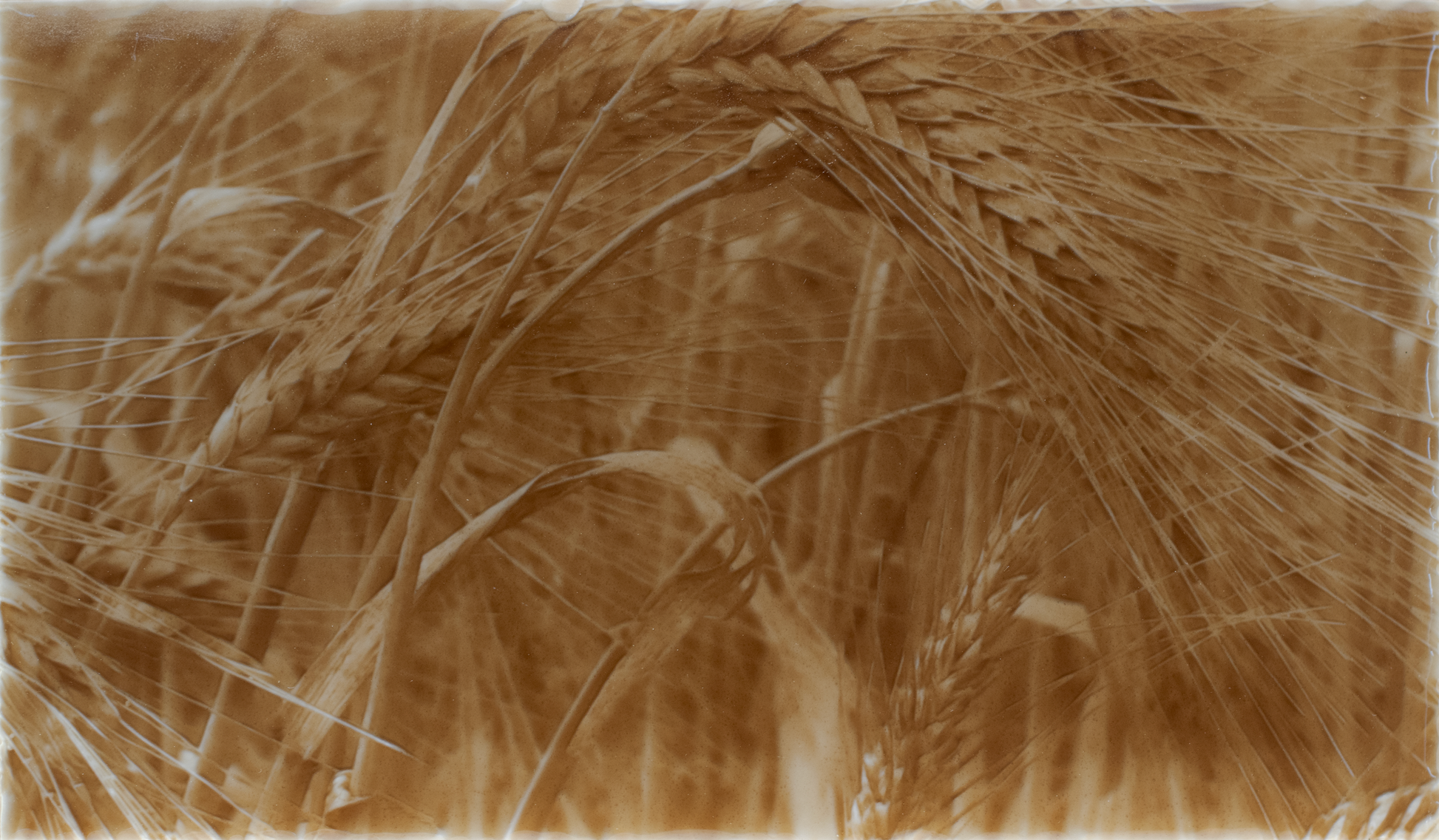 Rustic kitchen backsplash design featuring golden wheat fields, emphasizing textured wheat stalks in warm sepia tones.