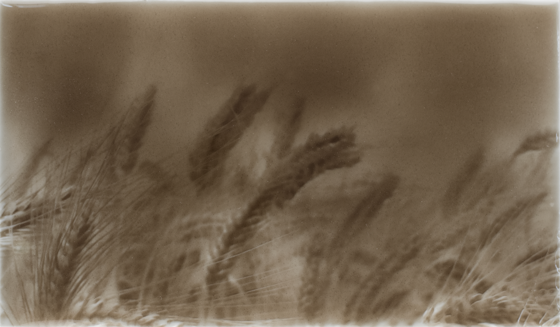 Rustic kitchen backsplash tile design featuring golden wheat fields in a soft, sepia tone, enhancing home aesthetics for kitchen decor.