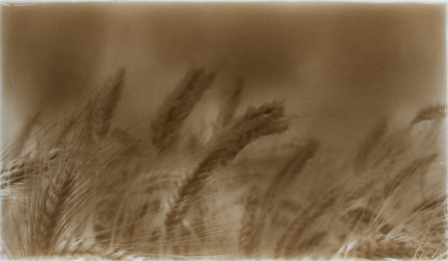 Rustic kitchen backsplash tile design featuring golden wheat fields in soft taupe tones, enhancing home aesthetics for kitchen improvement.