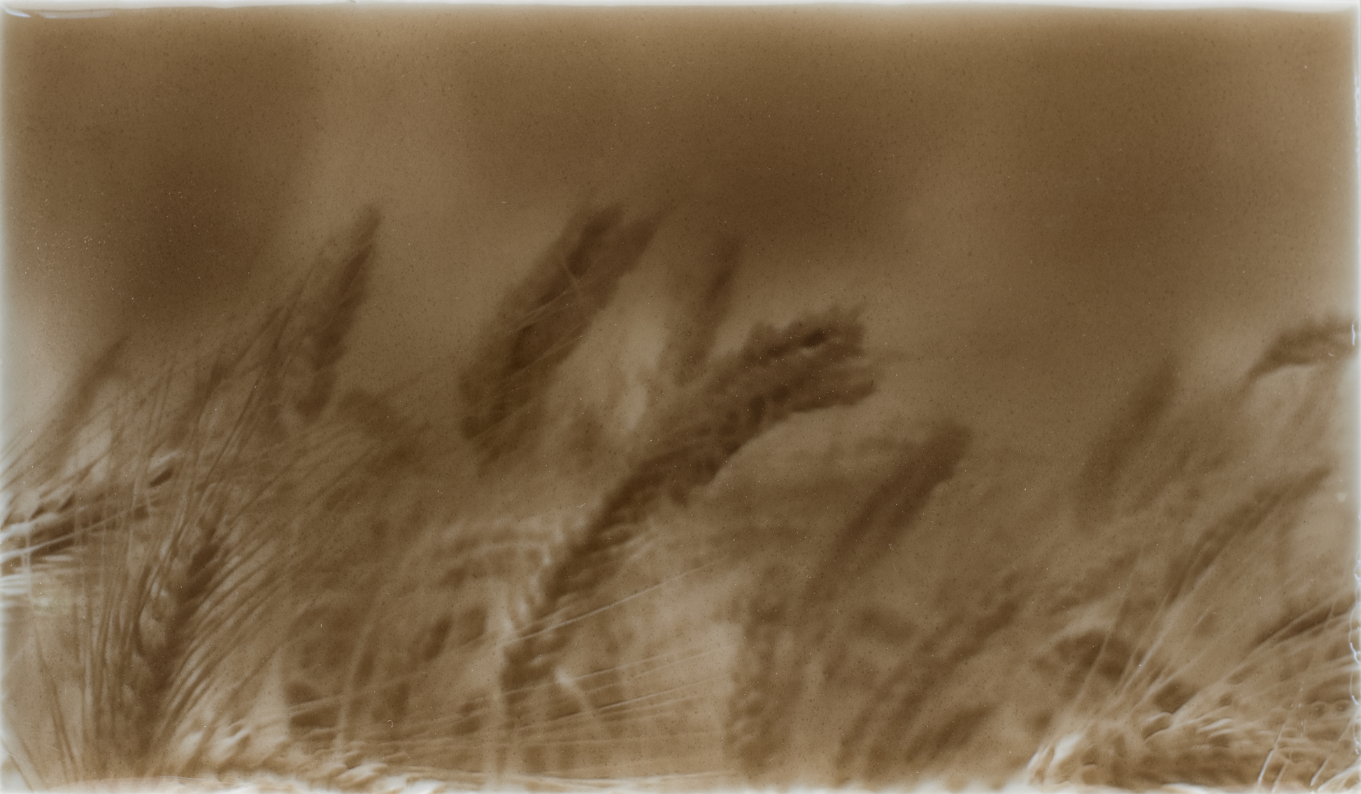 Rustic kitchen backsplash tile design featuring golden wheat fields in soft taupe tones, enhancing home aesthetics for kitchen improvement.