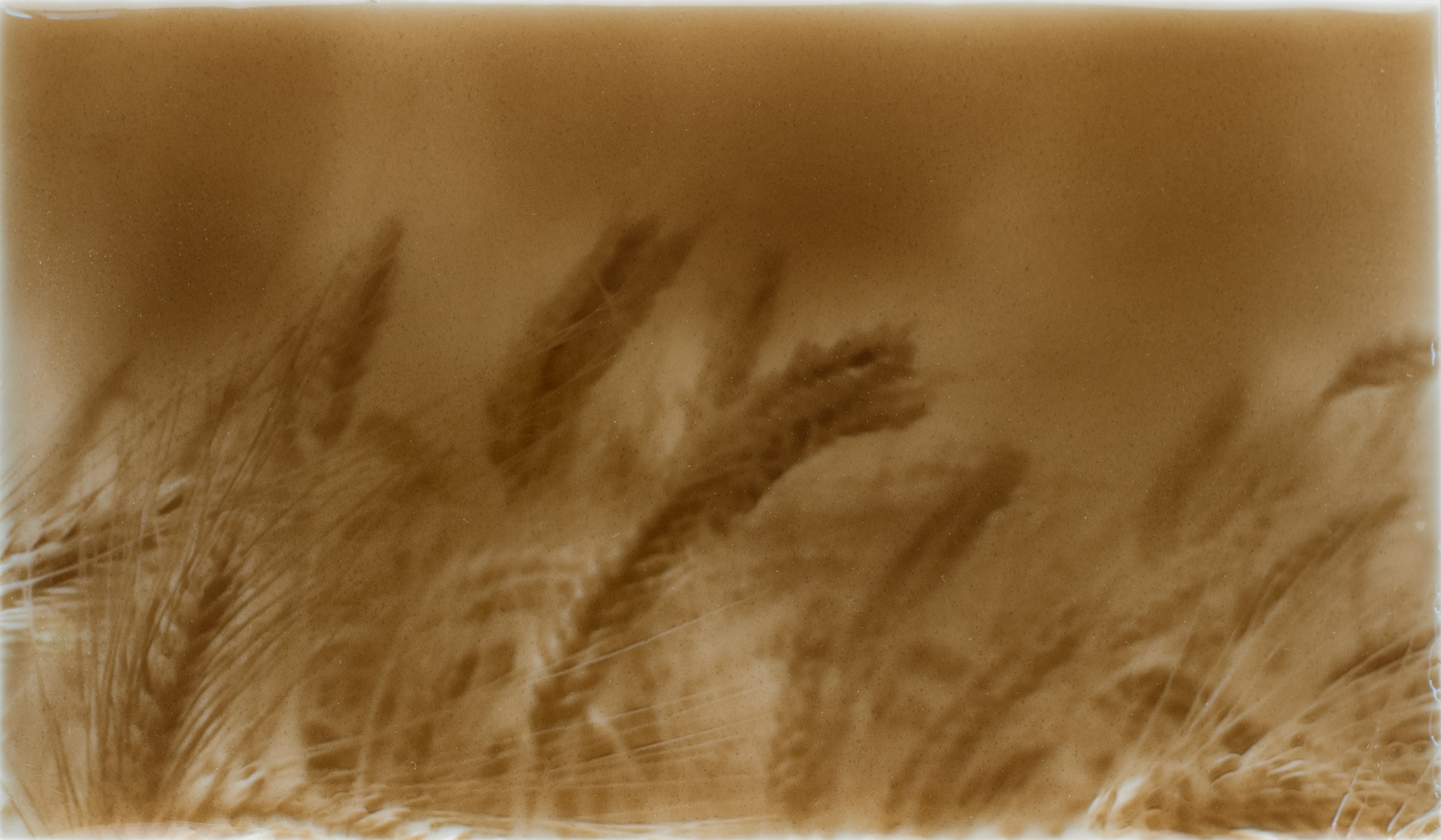 Rustic kitchen backsplash tile design featuring golden wheat field imagery, enhancing home aesthetics with a warm, natural charm.