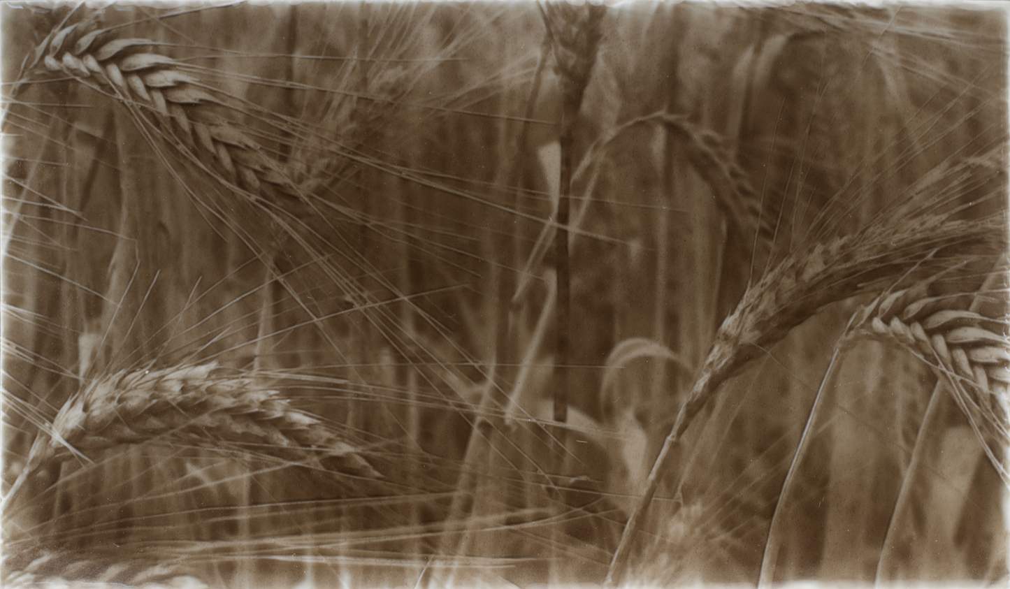 Rustic kitchen backsplash design featuring golden wheat fields in sepia tones, enhancing home aesthetics with a unique charm.
