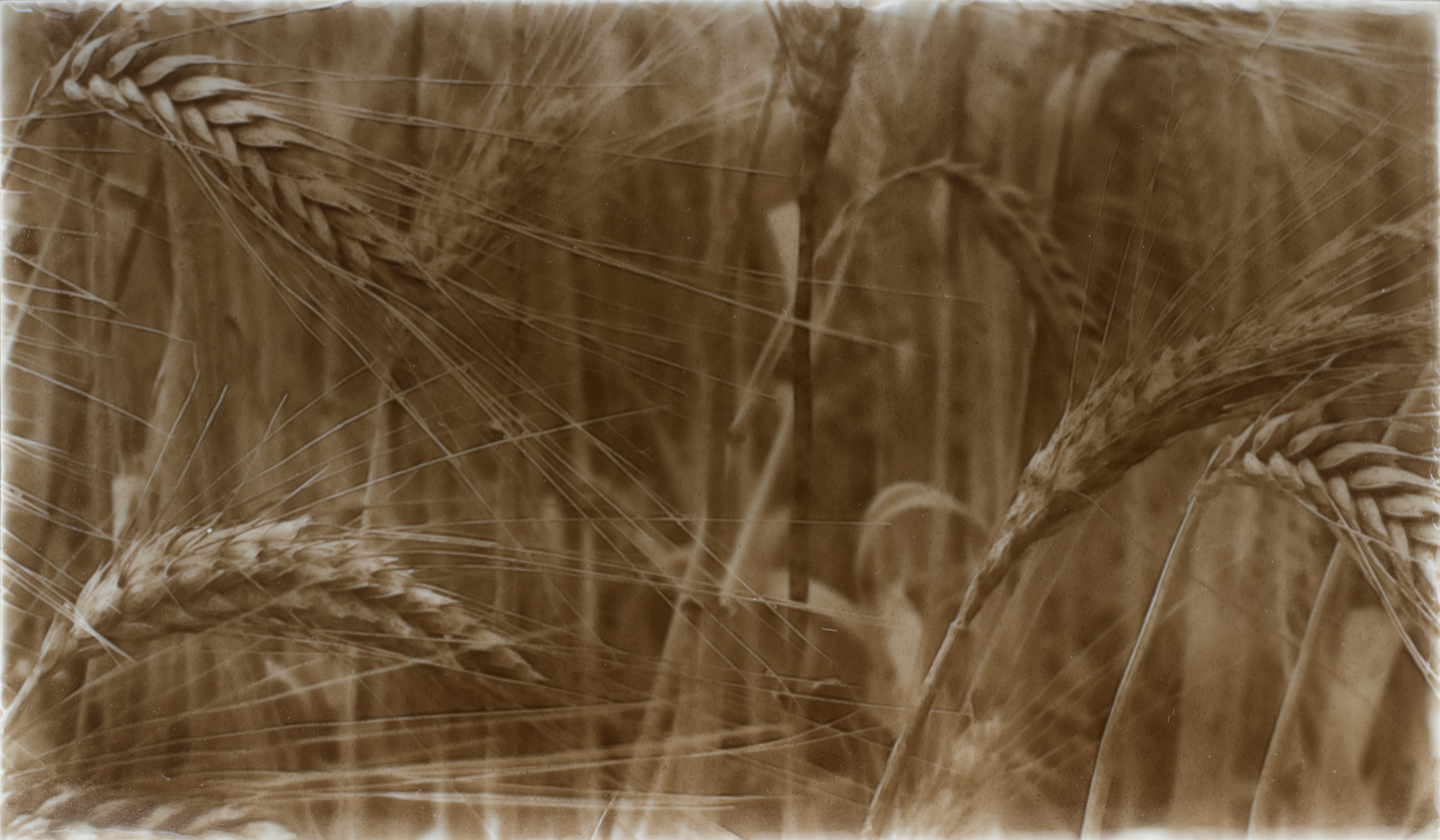 Rustic kitchen backsplash design featuring golden wheat fields, emphasizing natural textures and warm tones for home aesthetics.