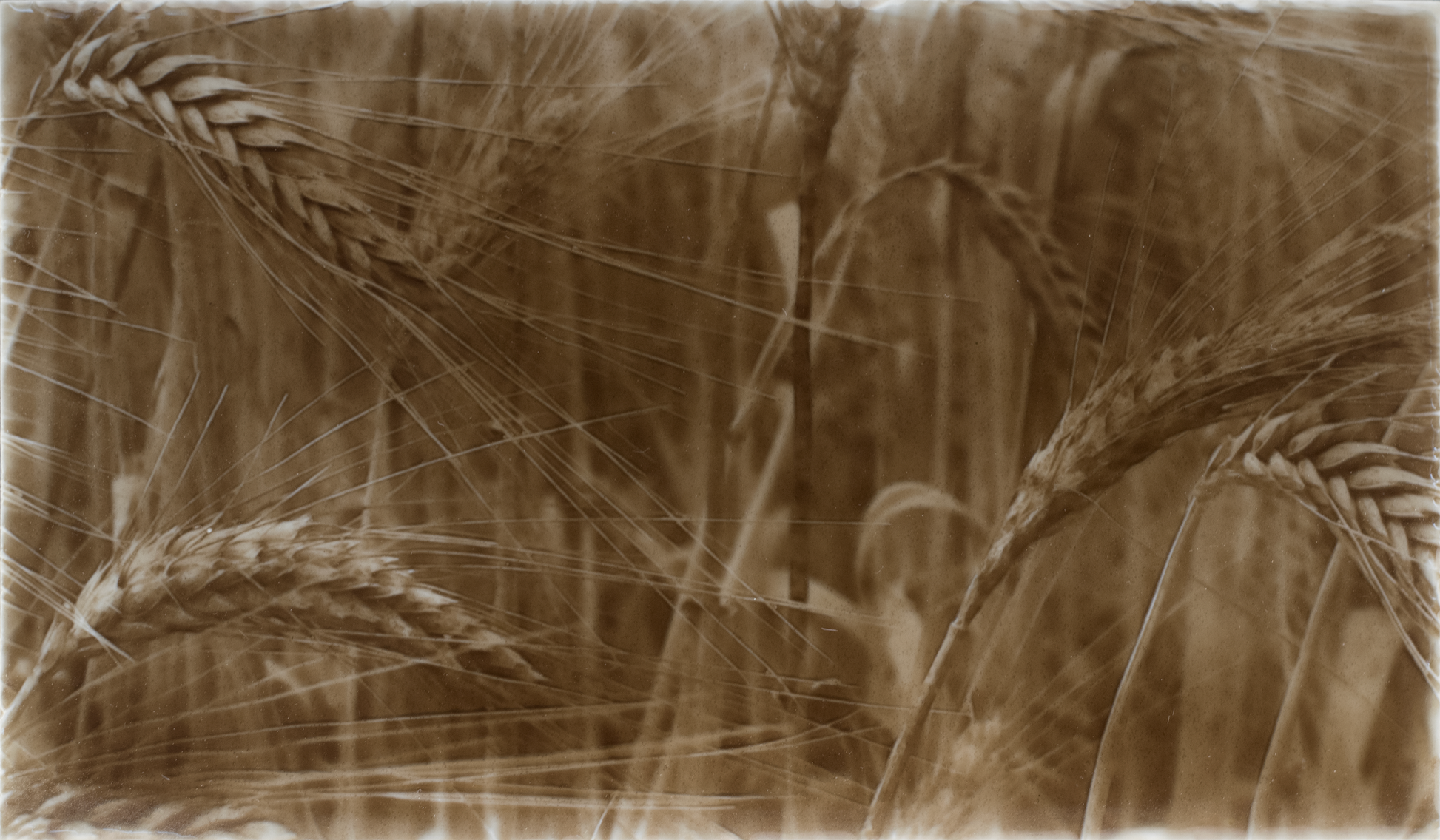 Rustic kitchen backsplash design featuring golden wheat fields, emphasizing natural textures and warm tones for home aesthetics.