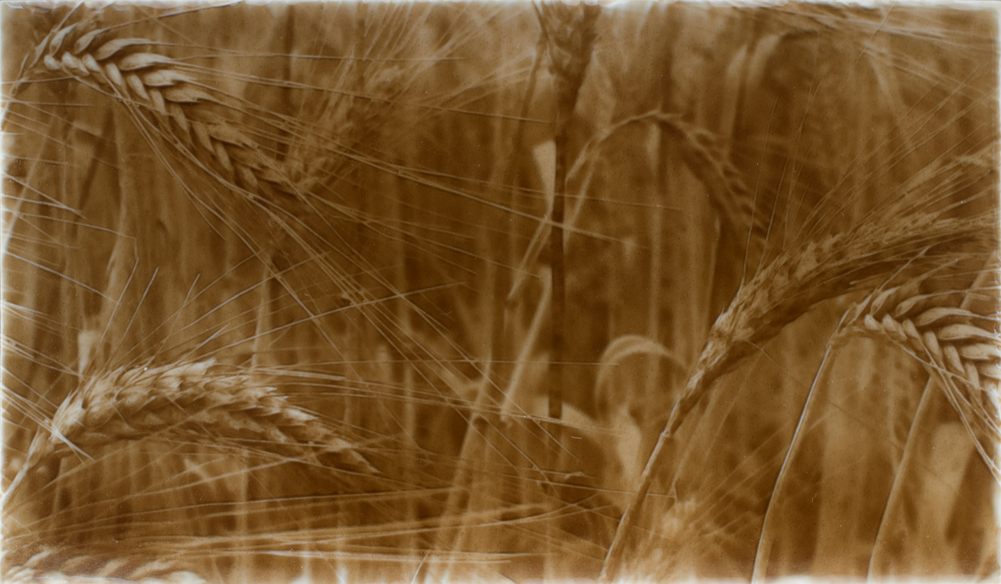 Rustic kitchen backsplash design featuring golden wheat fields, emphasizing natural textures and warm tones.