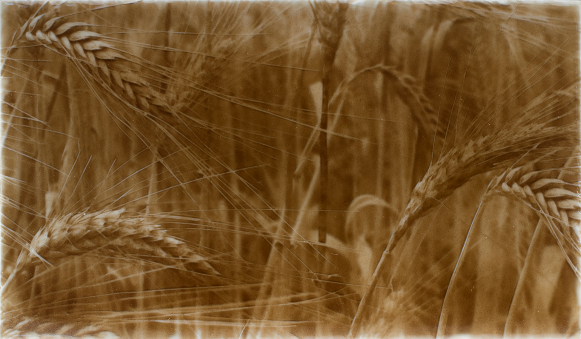 Rustic kitchen backsplash design featuring golden wheat fields, emphasizing natural textures and warm tones.