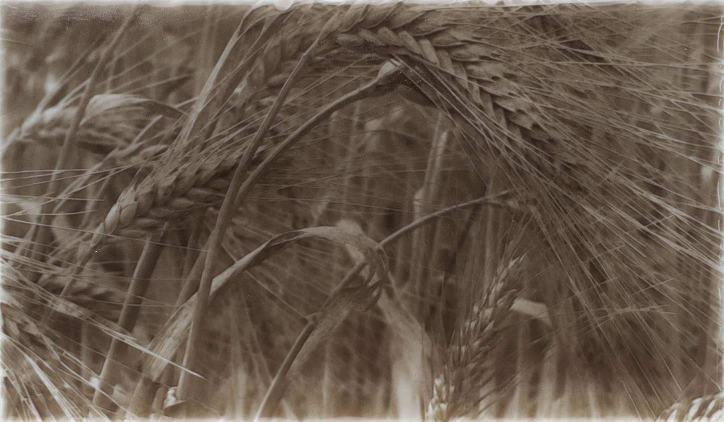 Rustic kitchen backsplash design featuring golden wheat fields, emphasizing natural textures and earthy tones.