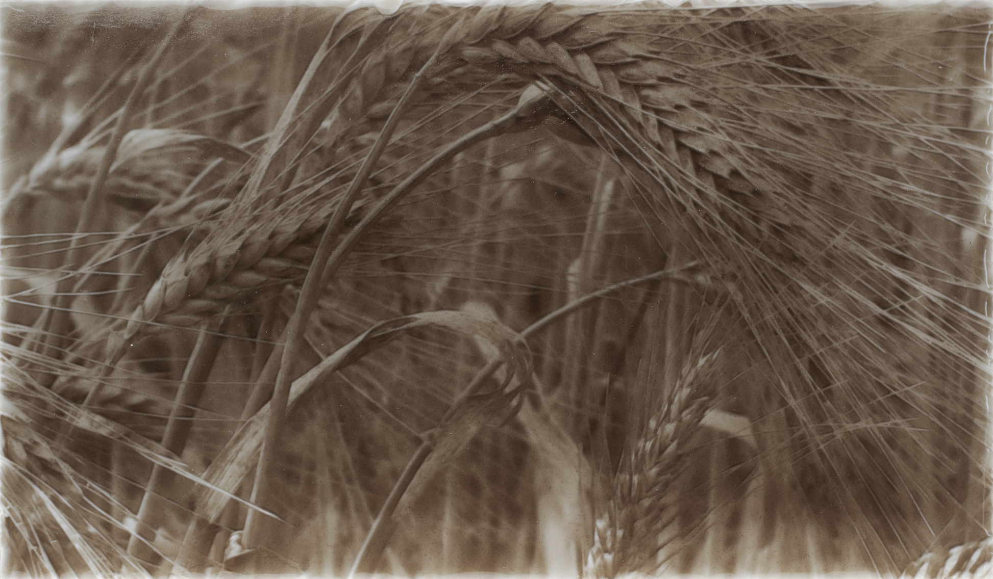 Rustic kitchen backsplash design featuring golden wheat fields, emphasizing natural textures and earthy tones.