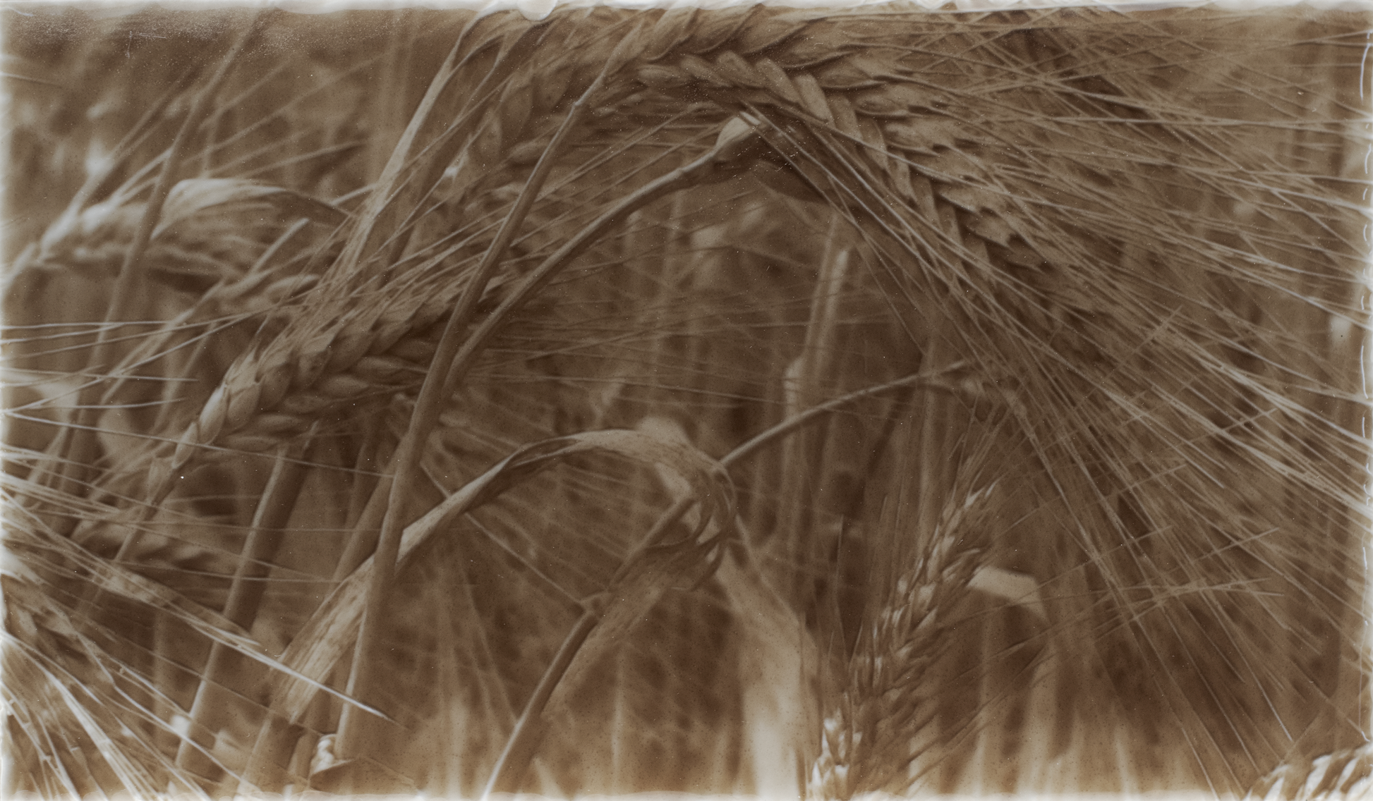 Rustic kitchen backsplash design featuring close-up of golden wheat stalks, highlighting natural textures and earthy tones for home improvement aesthetics.