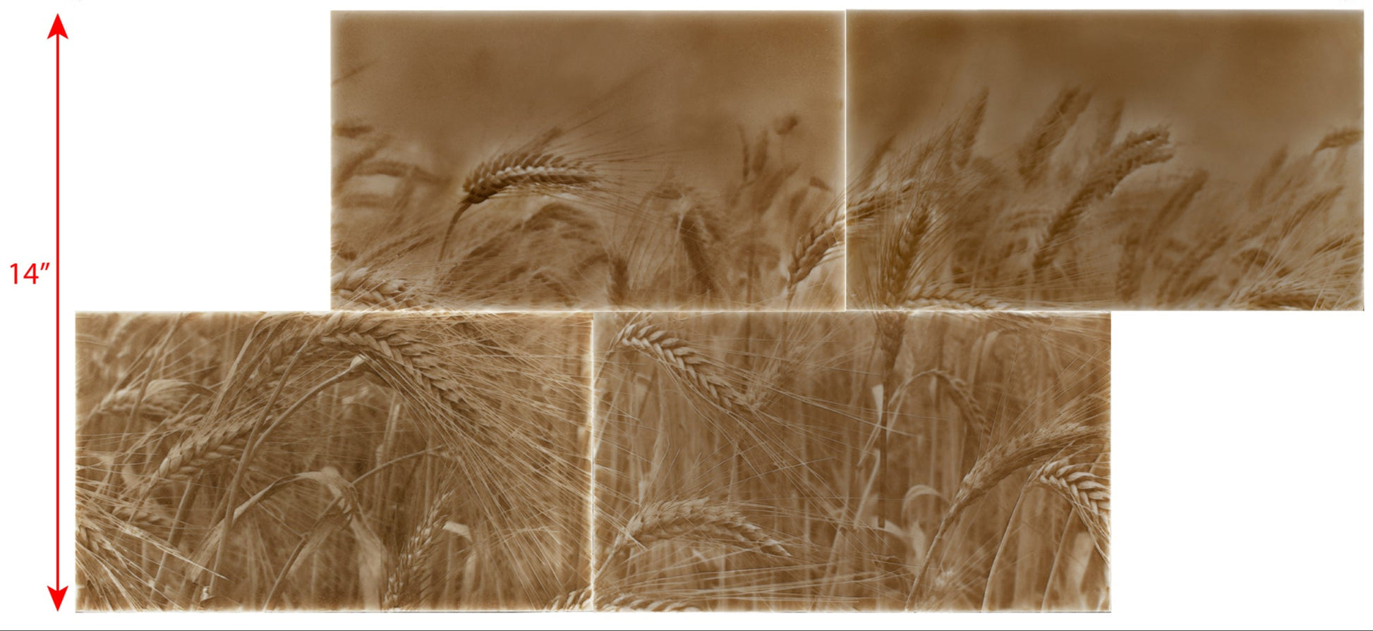 Rustic kitchen backsplash tile design featuring golden wheat fields in a taupe color scheme, enhancing home aesthetics for a farmhouse-style kitchen.