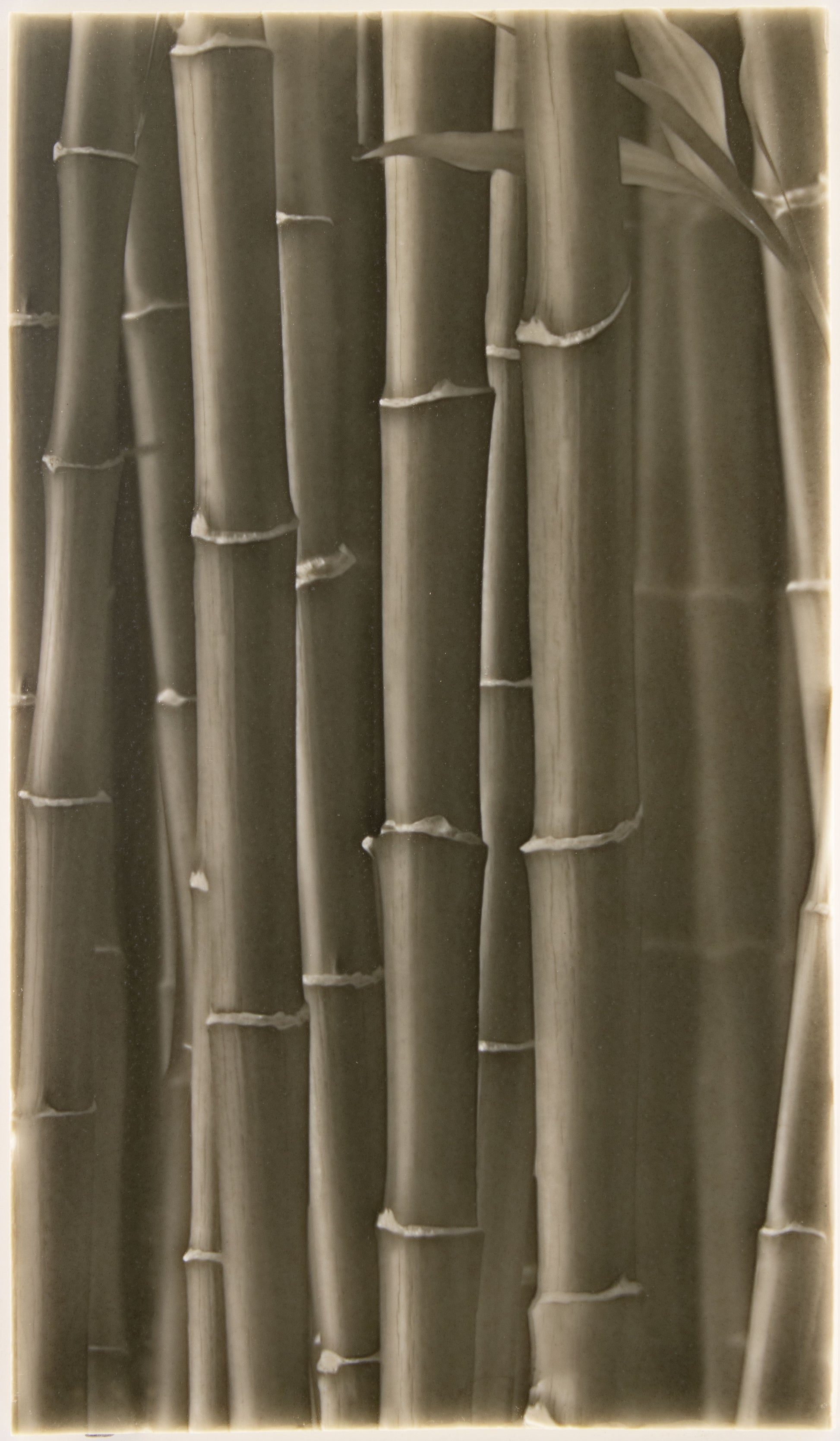 Bamboo stalks in a monochrome design, reflecting natural elements for artistic tile ideas in walk-in showers.