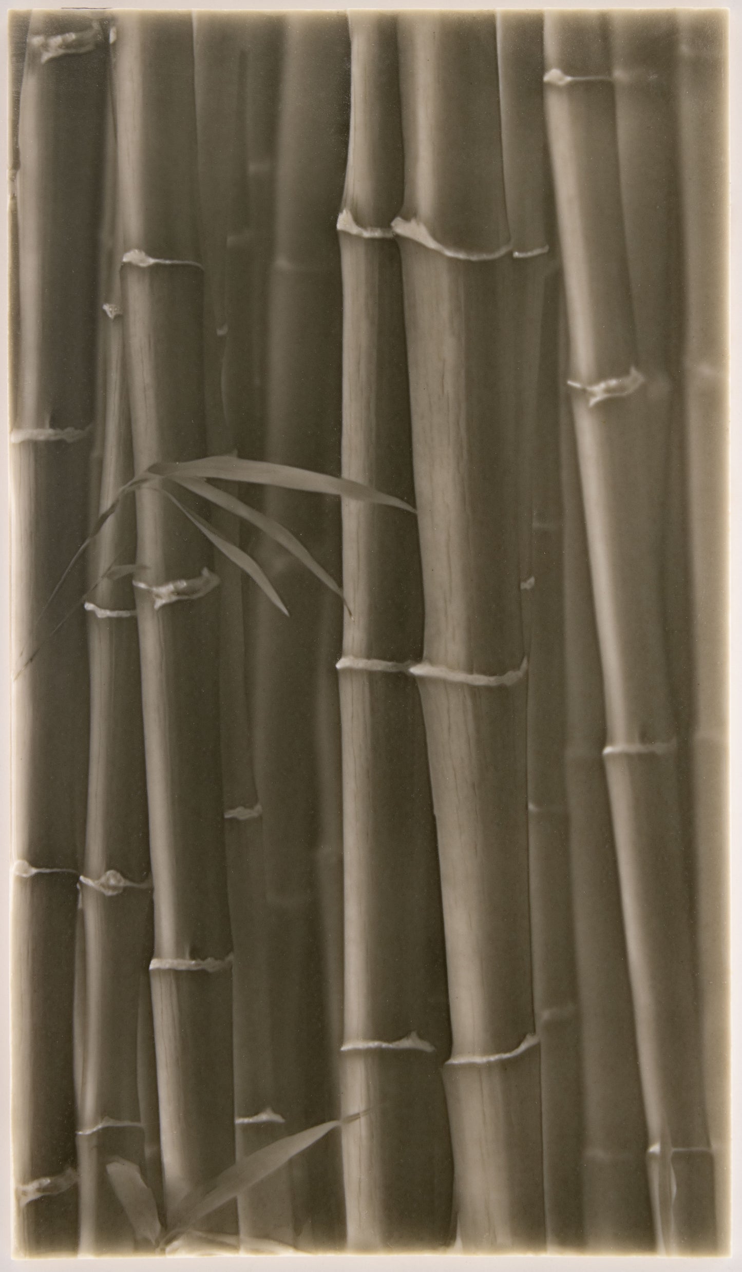 Bamboo stalks in natural tones, emphasizing artistic tile inspiration for walk-in shower designs, reflecting a connection to nature.