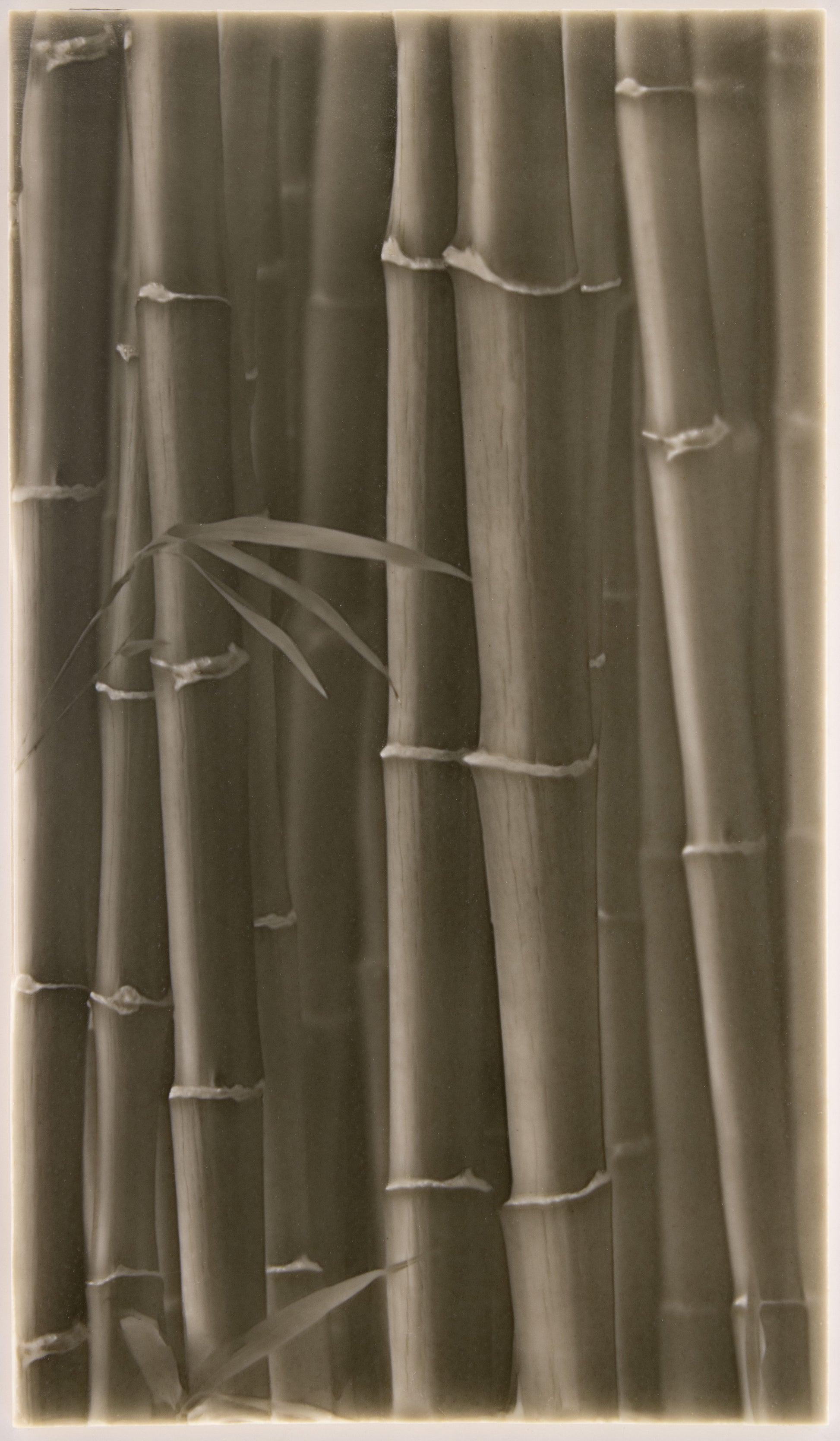 Bamboo stalks in natural tones, emphasizing artistic tile inspiration for walk-in shower designs, reflecting a connection to nature.