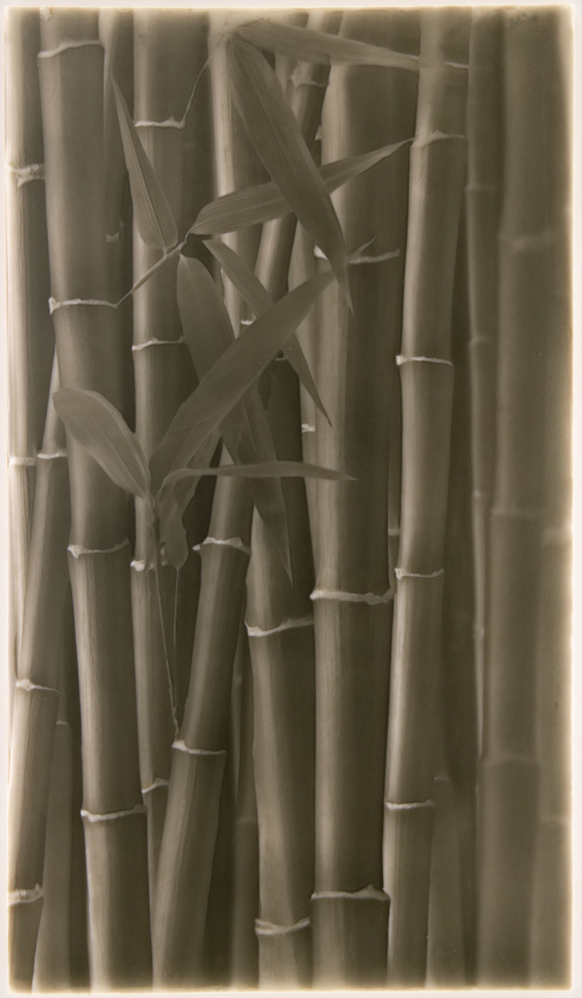 Bamboo stalks and leaves in a monochrome design, emphasizing natural aesthetics for walk-in shower tile inspiration.