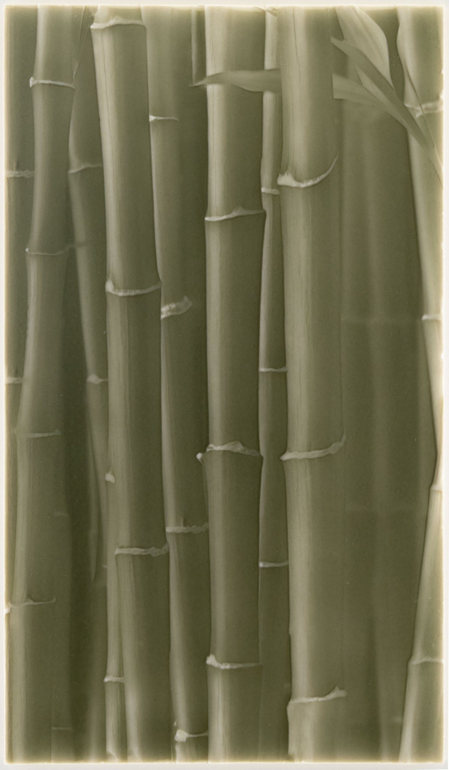 Biophilic Tile designs