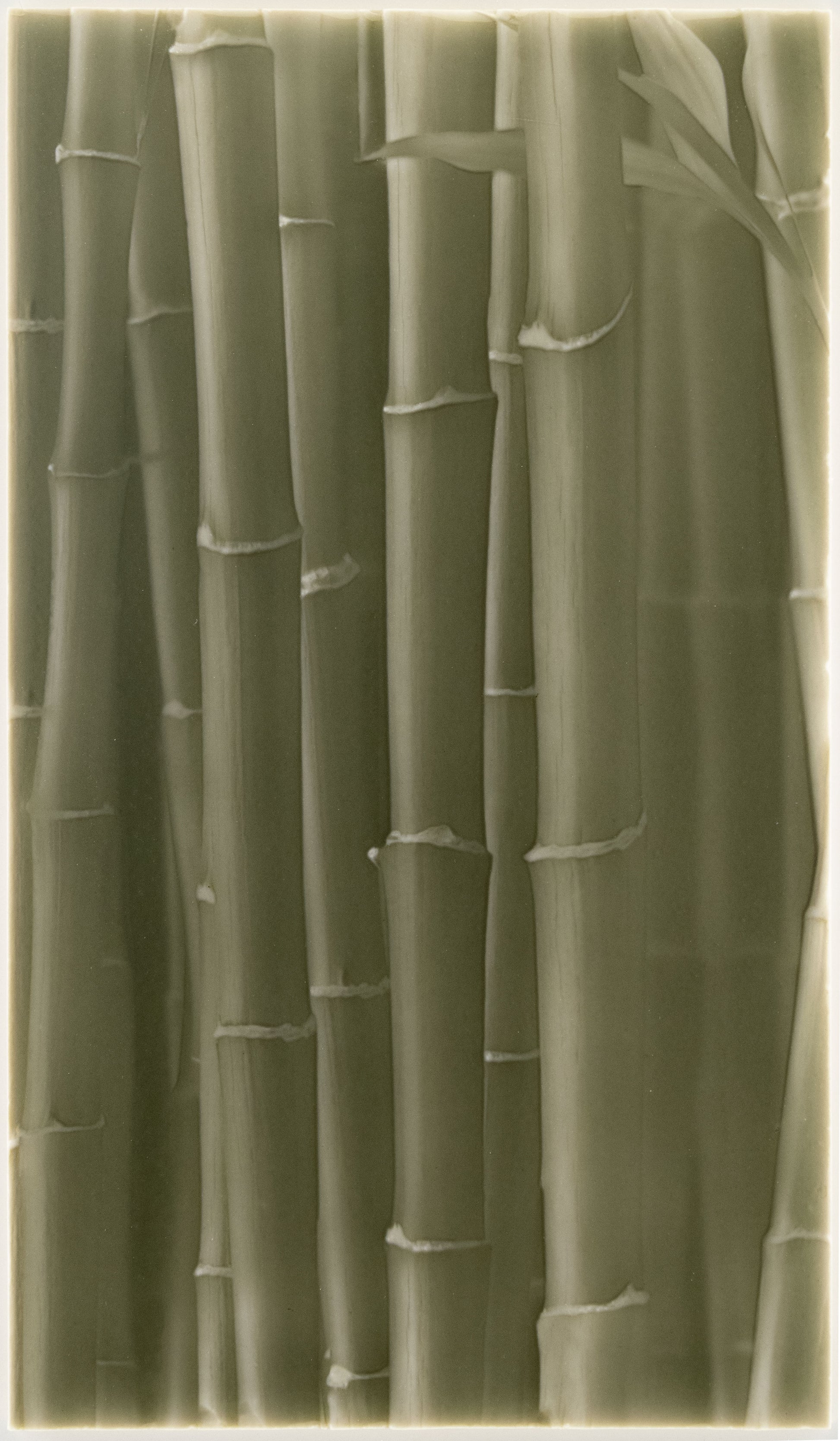 Biophilic Tile designs