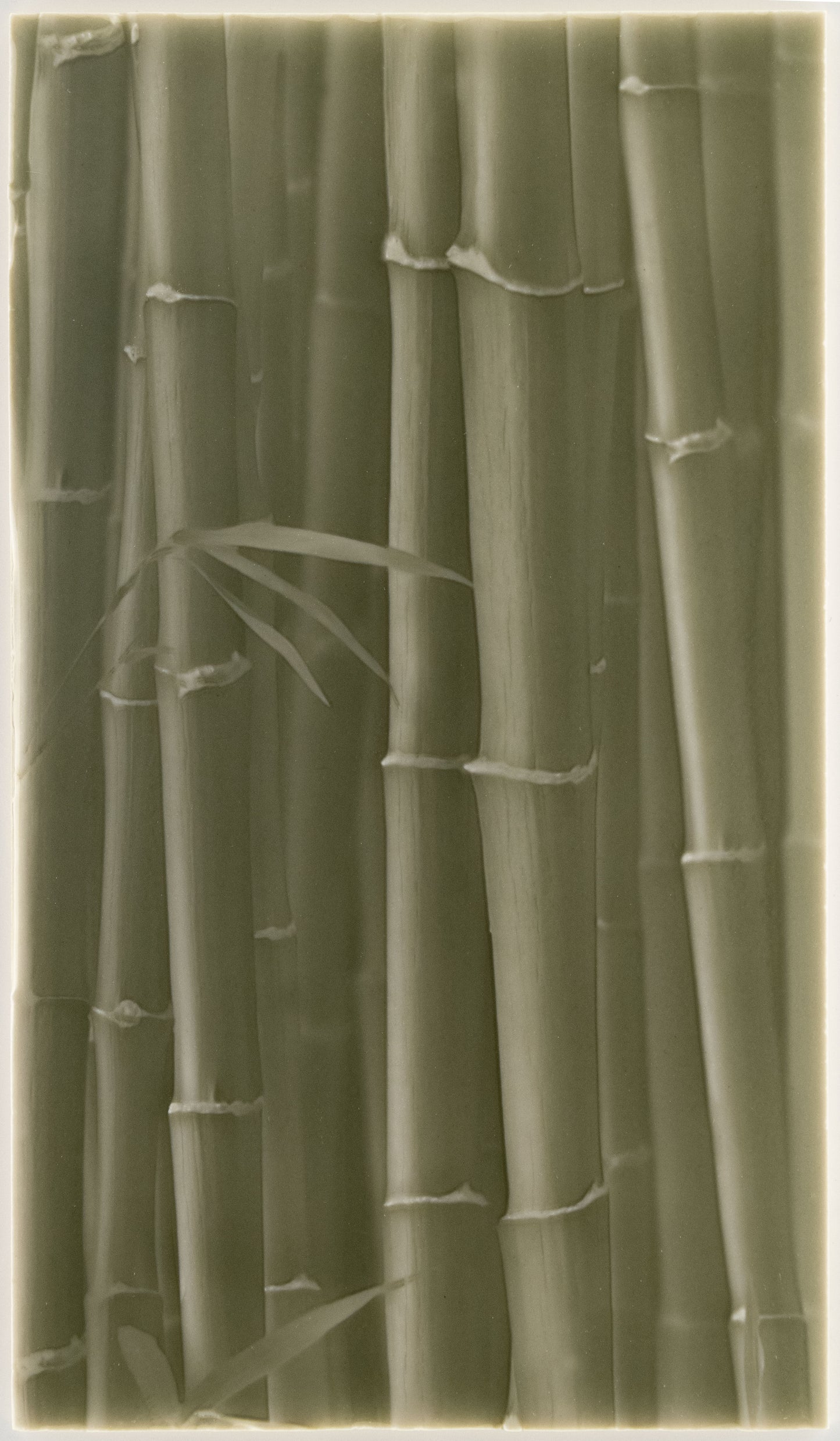 Biophilic Shower Tile Designs