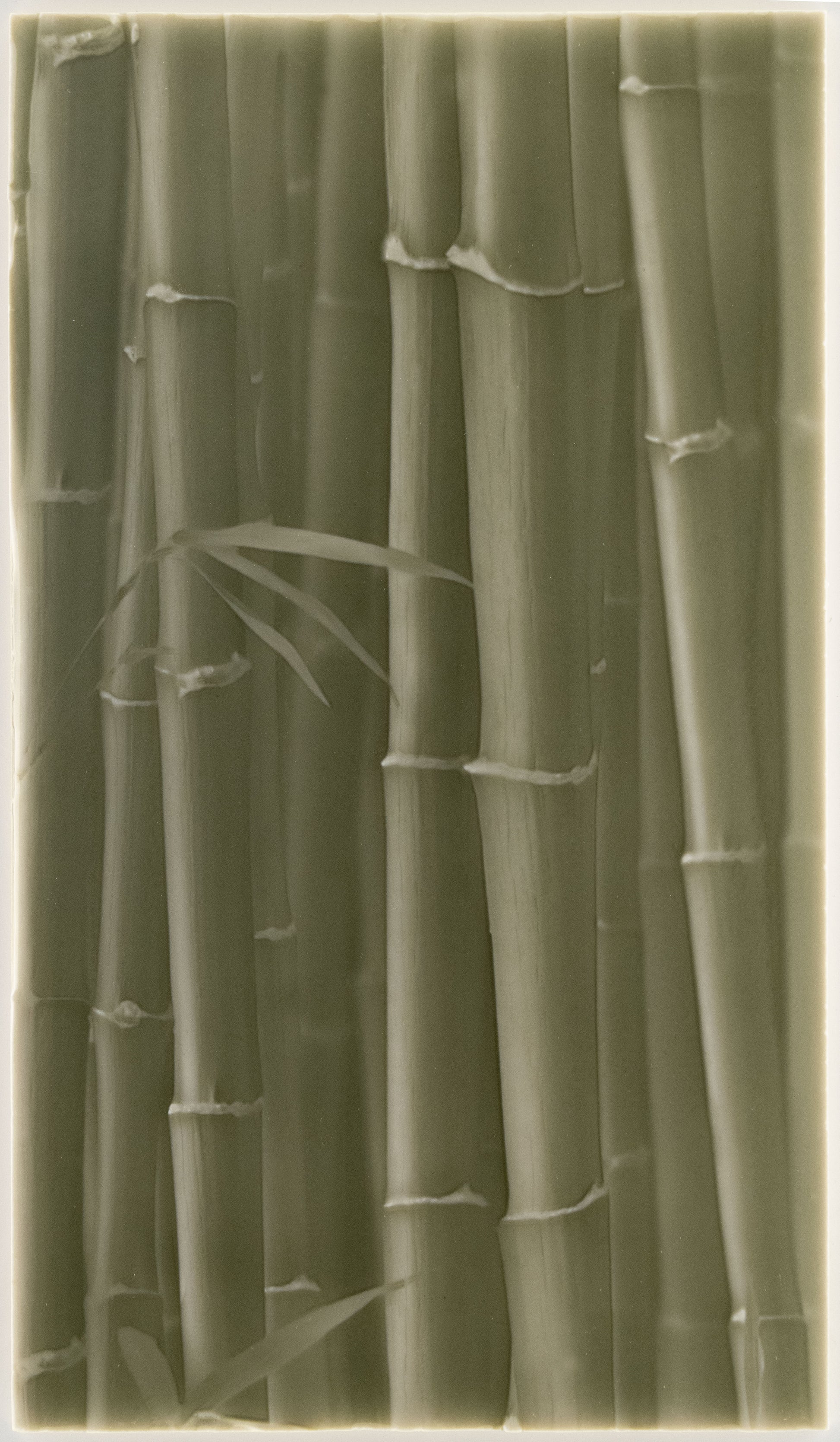 Biophilic Shower Tile Designs