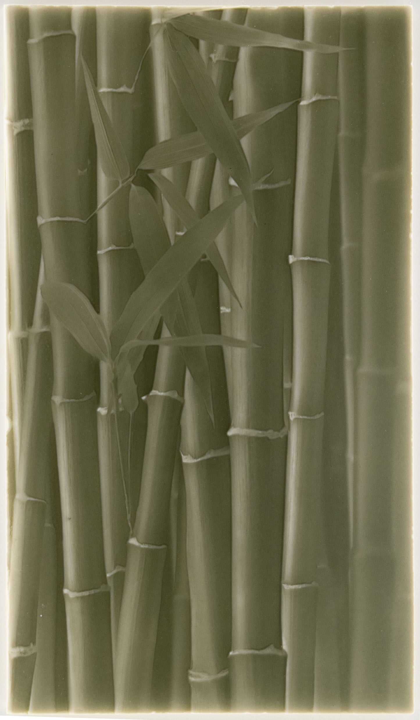 Biophilic Shower Tile Designs