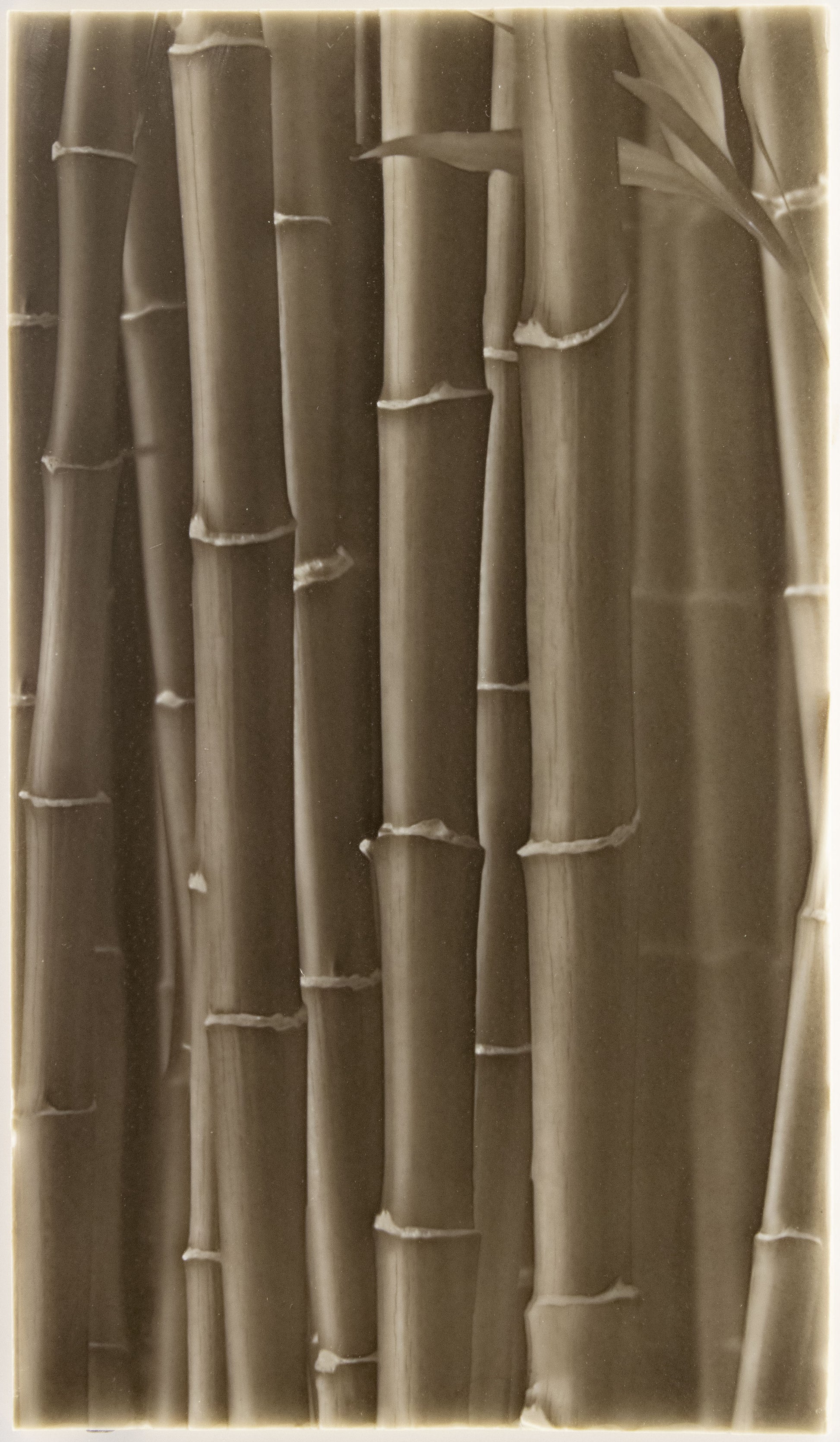 Biophilic Tile designs