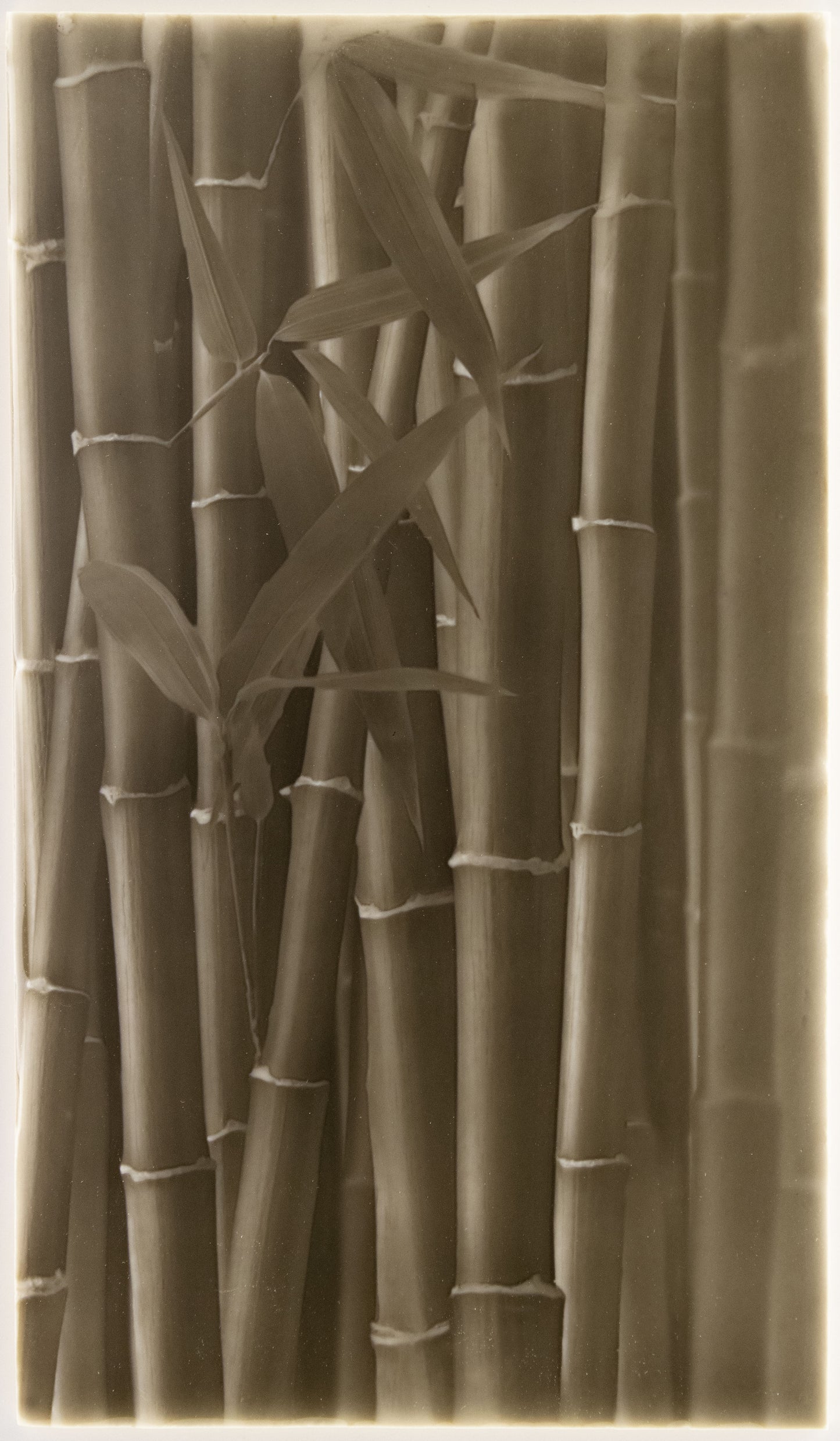 Walk in Shower Tile Ideas Bamboo Forest