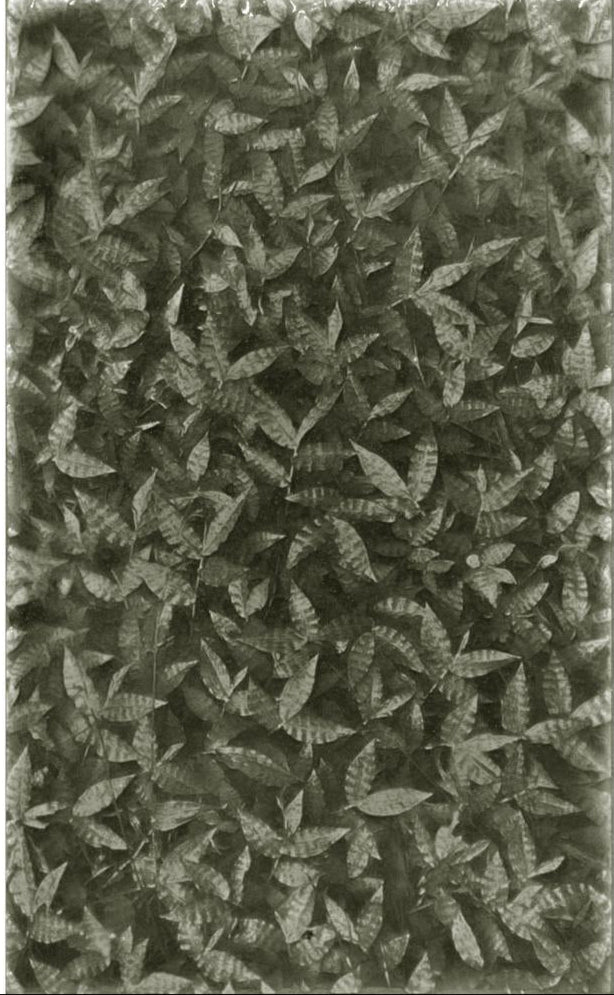 Leaf-patterned decorative tile design inspired by nature, showcasing delicate leaves for elegant home interiors.