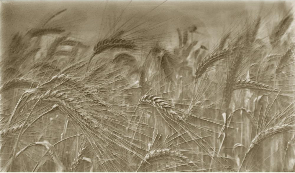 Rustic kitchen backsplash design featuring golden wheat fields, emphasizing natural textures and earthy tones for home improvement.