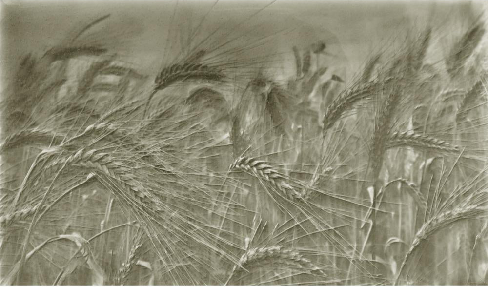 Rustic kitchen backsplash design featuring golden wheat fields, emphasizing natural textures and earthy tones for home aesthetic enhancement.
