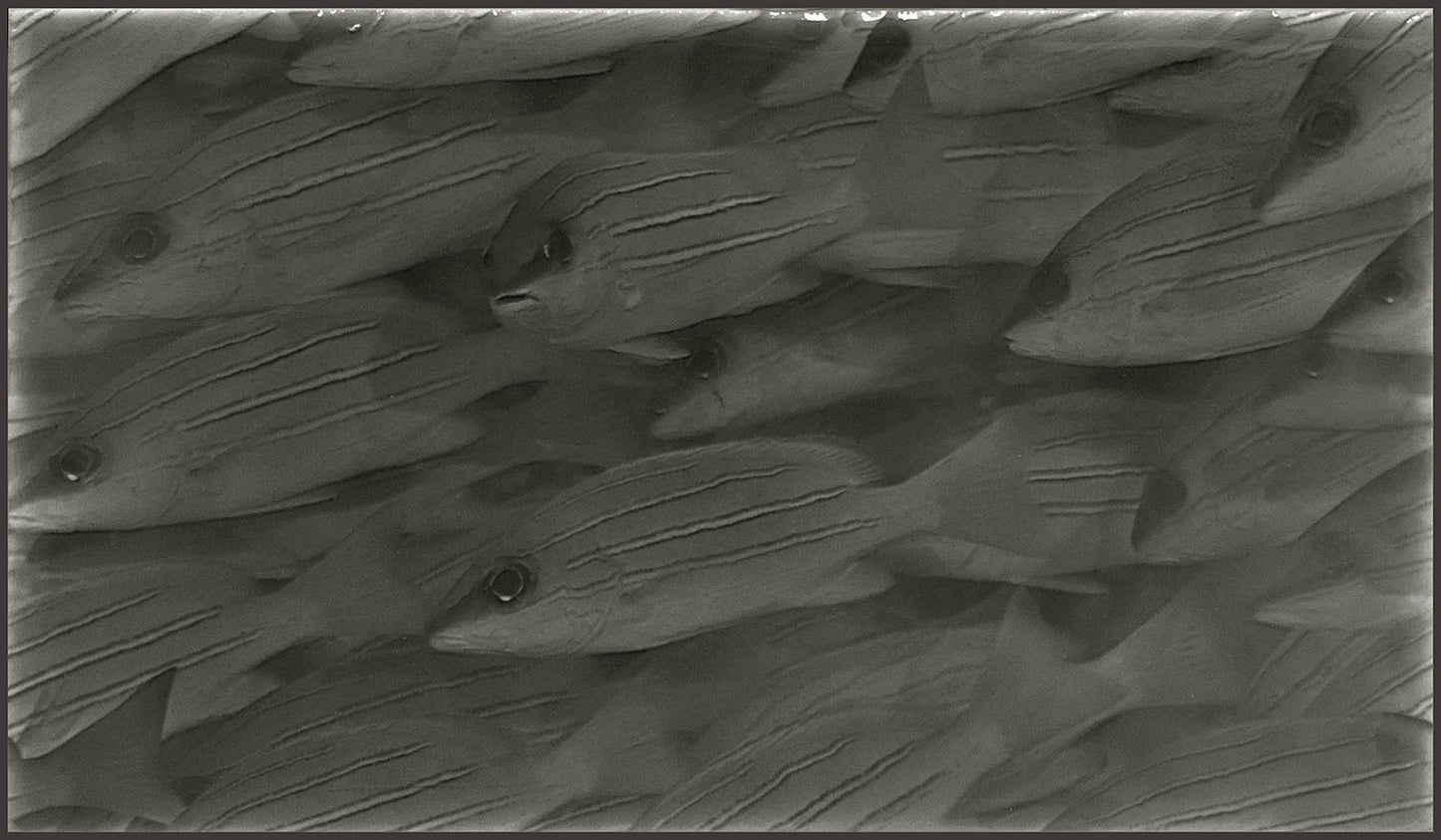 Little Fish tile design featuring a school of fish in a coastal aesthetic, ideal for bathroom decor and renovations.