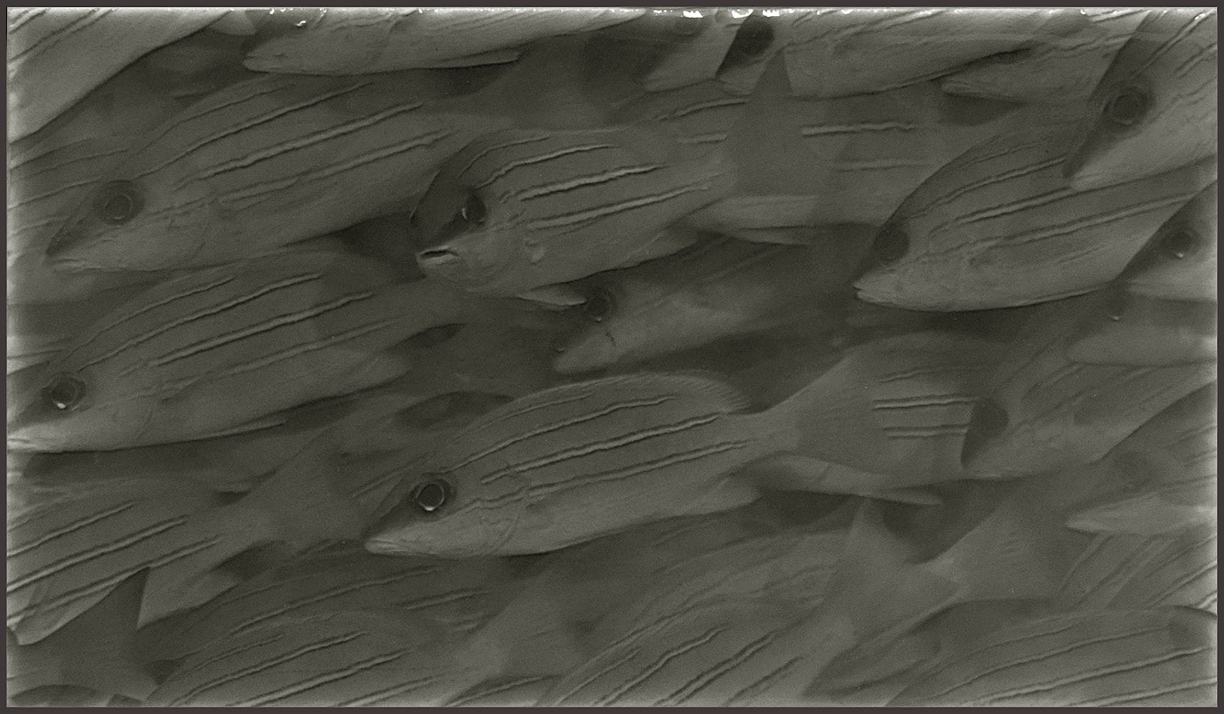 Little Fish tile design featuring a school of fish in a coastal aesthetic, ideal for bathroom decor and renovations.