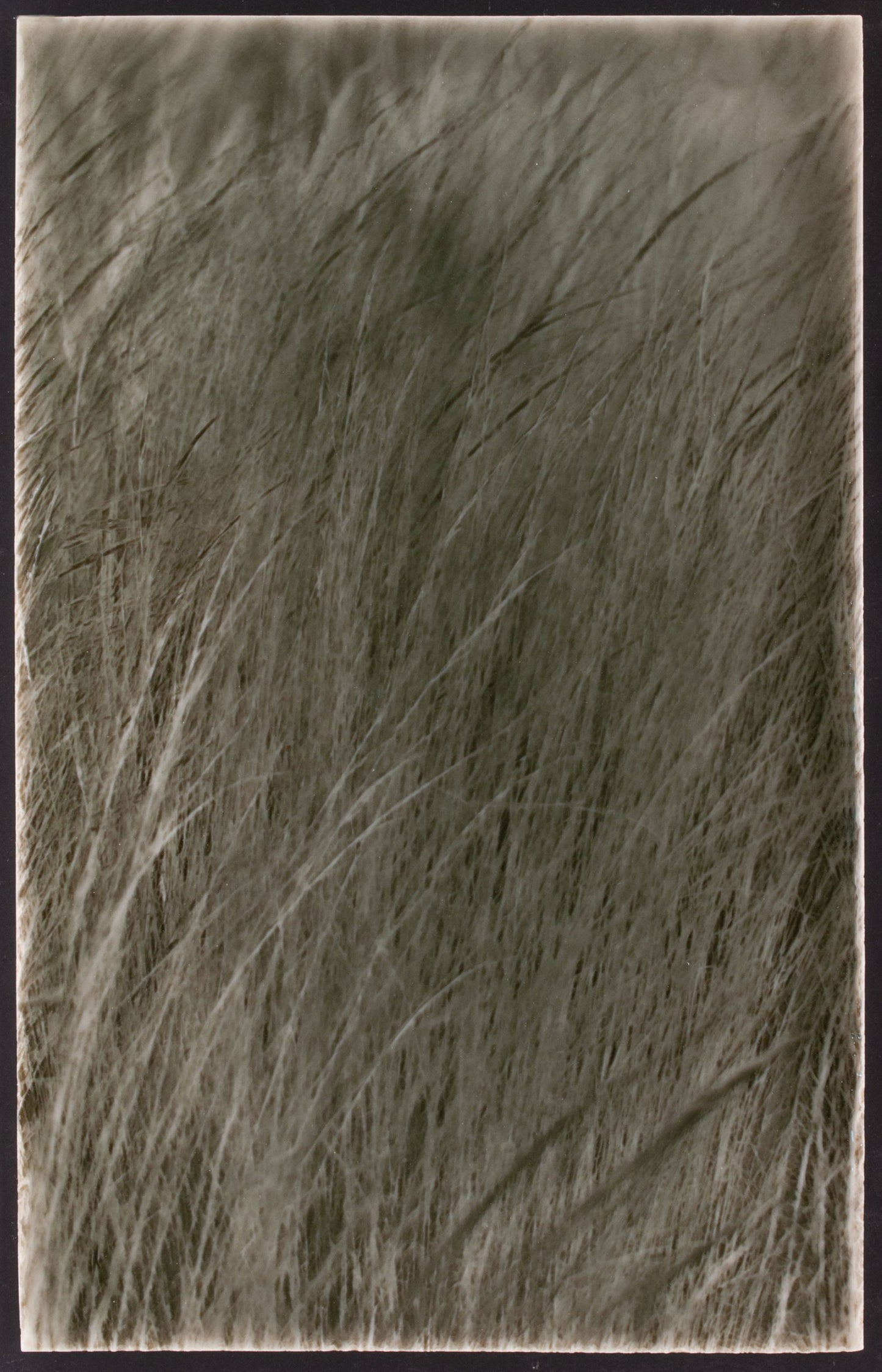 Nature-inspired tile design featuring tall, textured grasses, ideal for modern farmhouse kitchen backsplashes.