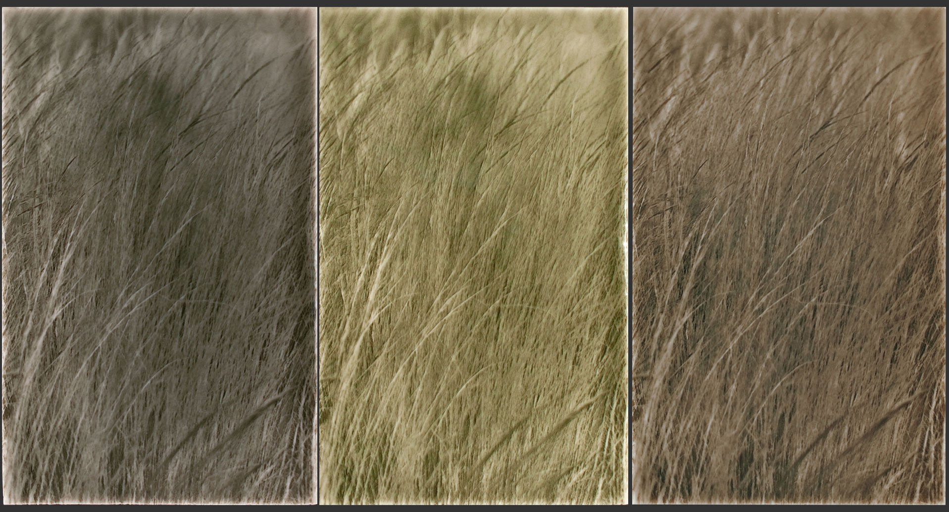 Three-panel tile design featuring textured grass patterns in earthy tones, inspired by native grasses for modern farmhouse kitchen backsplashes.