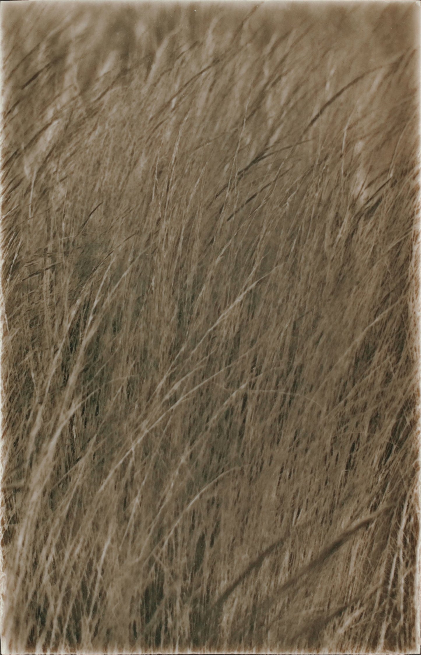 Nature-inspired tile design featuring tall, golden native grasses, emphasizing a modern farmhouse aesthetic for kitchen backsplashes.