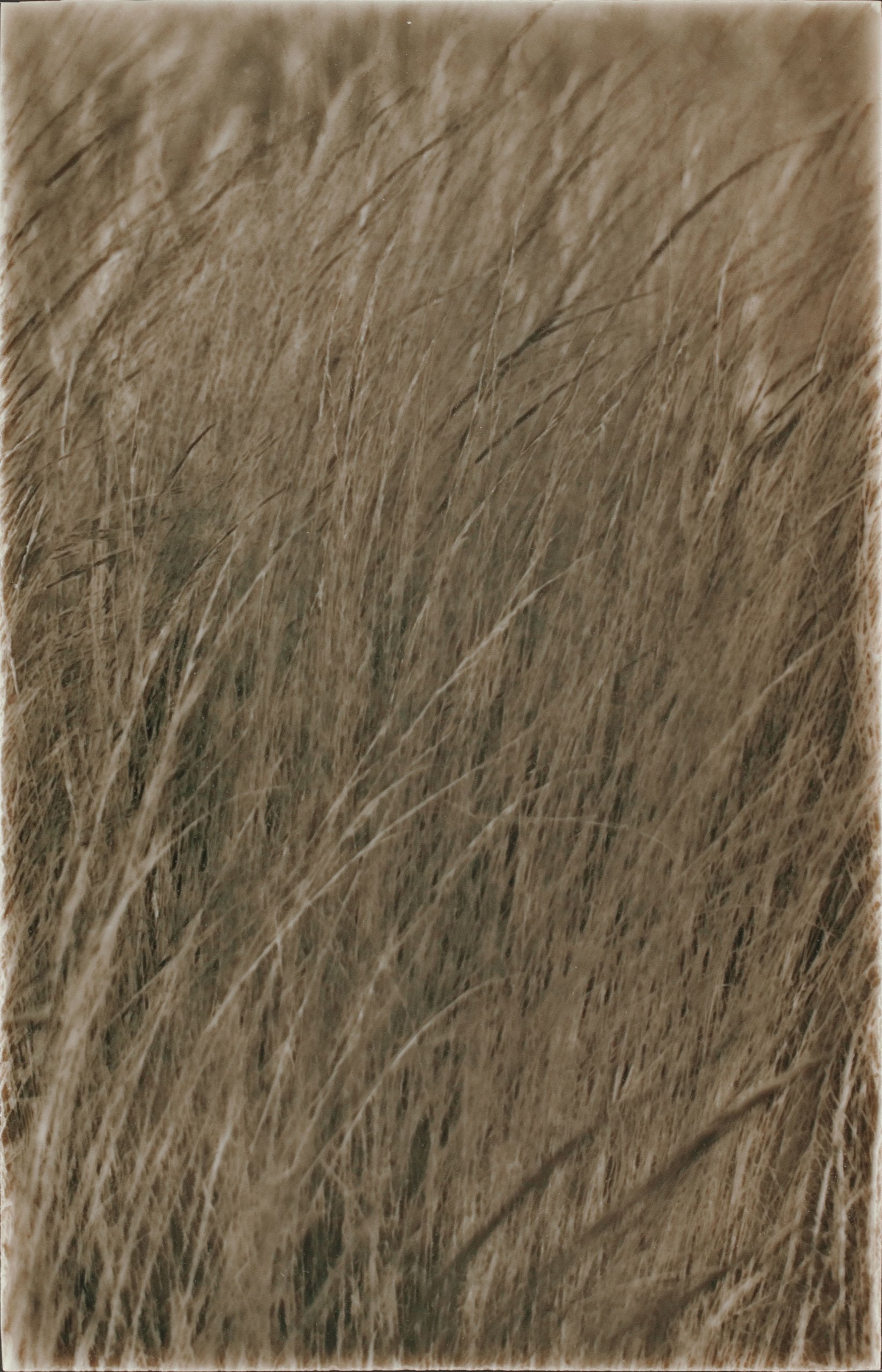 Nature-inspired tile design featuring tall, golden native grasses, emphasizing a modern farmhouse aesthetic for kitchen backsplashes.