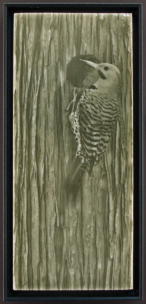 Woodpecker tile design featuring a Northern Flicker bird against a textured wood background, ideal for luxury bathroom aesthetics.