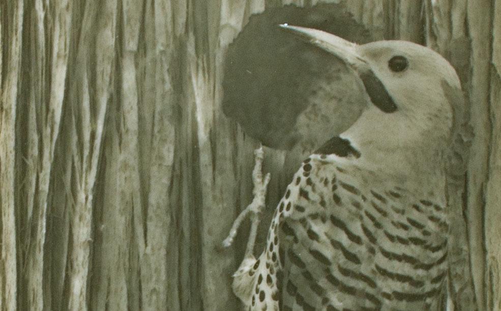 Woodpecker tile design featuring a Northern Flicker bird against a textured wood background, ideal for luxury bathroom aesthetics.