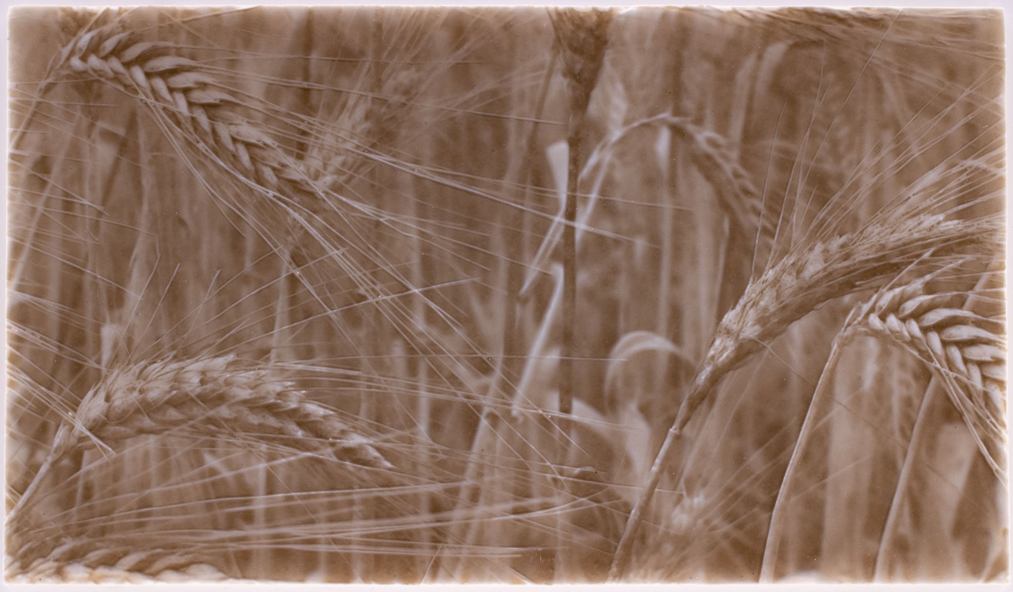 wheat kitchen backsplash